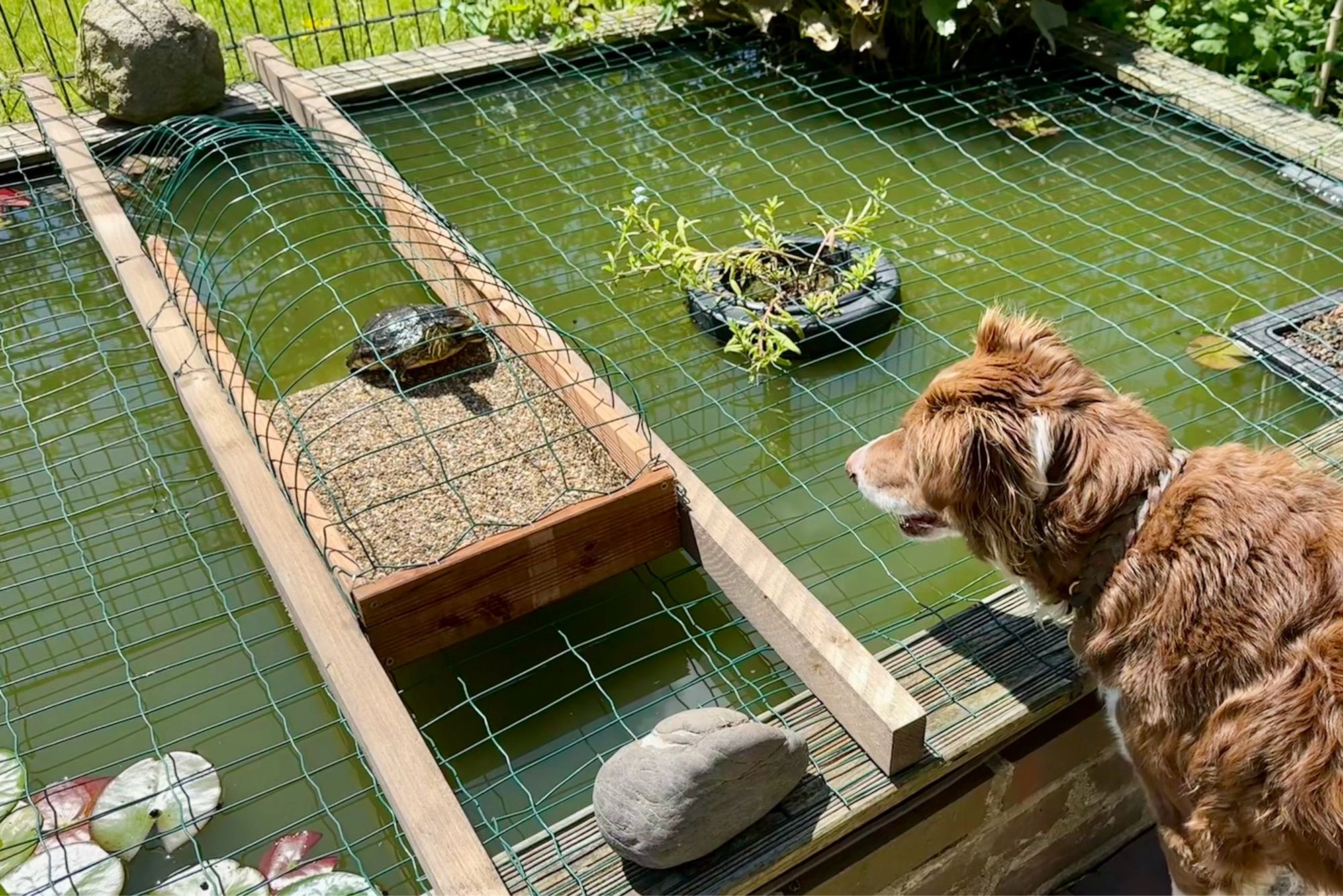 Das Bild zeigt einen kleinen Teich, der mit einem Drahtgitter abgedeckt ist. Auf der linken Seite des Teichs befindet sich eine kleine Rampe aus Holz und Draht, die zu einer erhöhten Plattform führt. Auf dieser Plattform sitzt eine Schildkröte. Rechts neben dem Teich steht ein brauner Hund, der die Schildkröte beobachtet. Im Teich schwimmen einige Pflanzen, und im Hintergrund ist grünes Gras und weitere Vegetation zu sehen.