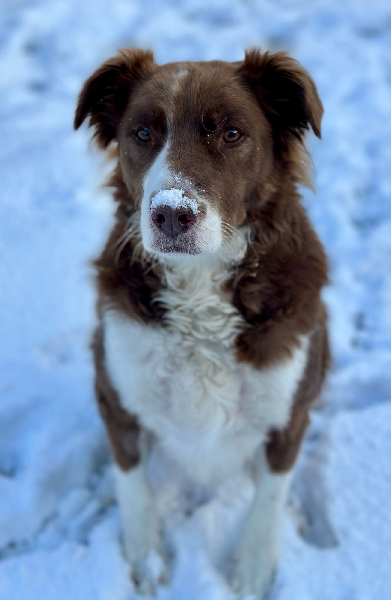 Auf dem Bild ist ein Hund zu sehen, der im Schnee steht. Der Hund hat braunes und weißes Fell und sieht direkt in die Kamera. Er hat ein süßes Gesicht mit braunen Augen und langen Ohren. Seine Nase ist mit Schnee bedeckt. Der Hintergrund ist unscharf, aber man kann erkennen, dass der Boden mit Schnee bedeckt ist.