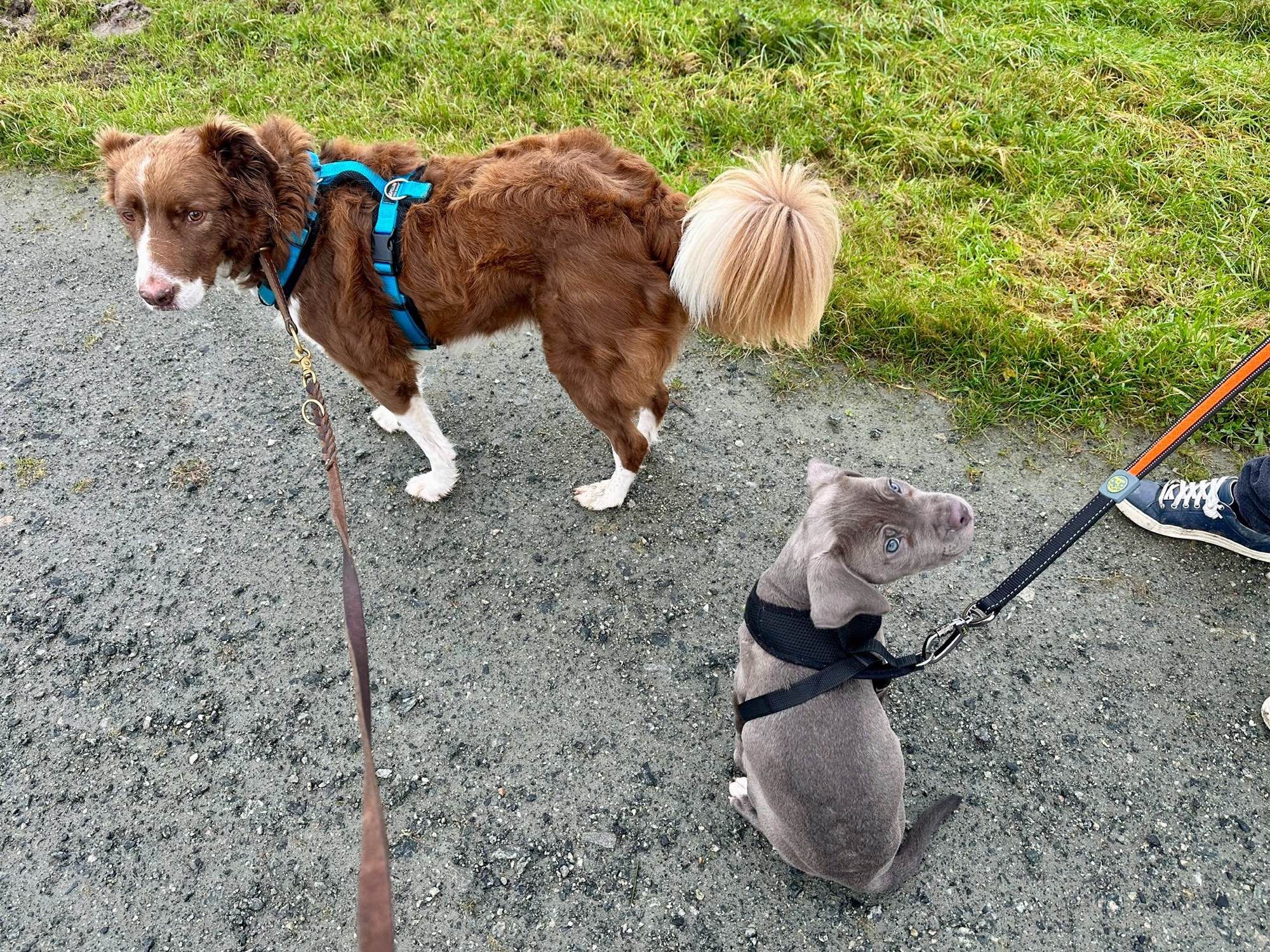 Auf dem Bild sind zwei Hunde zu sehen, die an Leinen geführt werden. Der eine Hund ist größer und hat braunes Fell mit weißer Brust. Er trägt ein türkisfarbenes Geschirr und schaut zur Seite. Der andere Hund ist kleiner und hat graues Fell. Er trägt ein schwarzes Geschirr und schaut nach oben, als ob er jemanden ansieht. Beide Hunde stehen auf einem Kiesweg neben einer Grasfläche. Man kann auch den Fuß einer Person sehen, die blaue Turnschuhe trägt und anscheinend eine der Leinen hält.