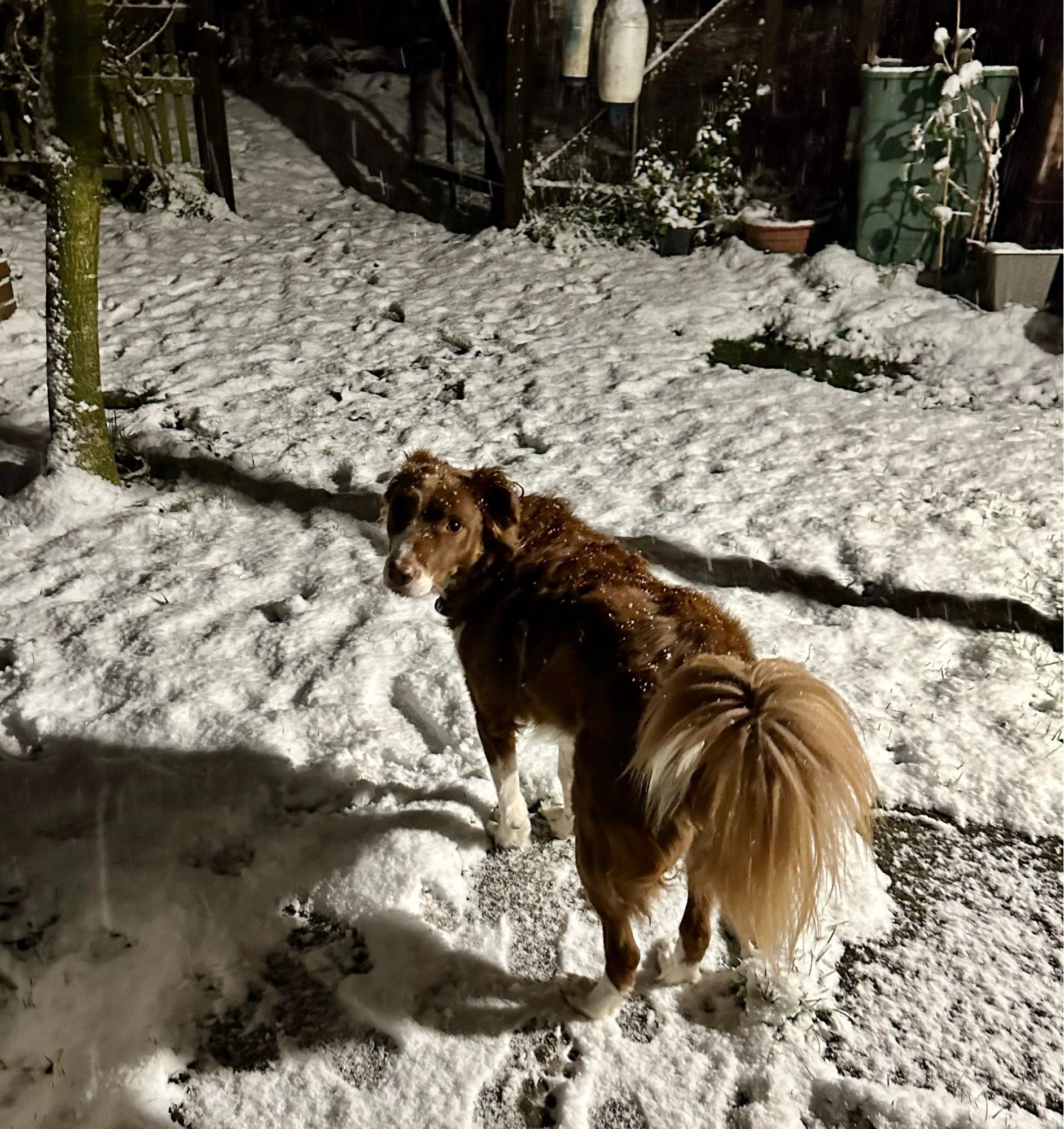 Auf dem Bild ist ein Garten zu sehen, der mit Schnee bedeckt ist. Es ist Nacht und der Garten wird von einem Licht beleuchtet. In der Mitte des Bildes steht ein Hund mit braunem Fell und einem buschigen Schwanz. Der Hund schaut zur Seite und man kann sehen, dass sein Fell mit Schneeflocken bedeckt ist. Im Hintergrund sind Bäume, ein Zaun und einige Gartengeräte zu erkennen.