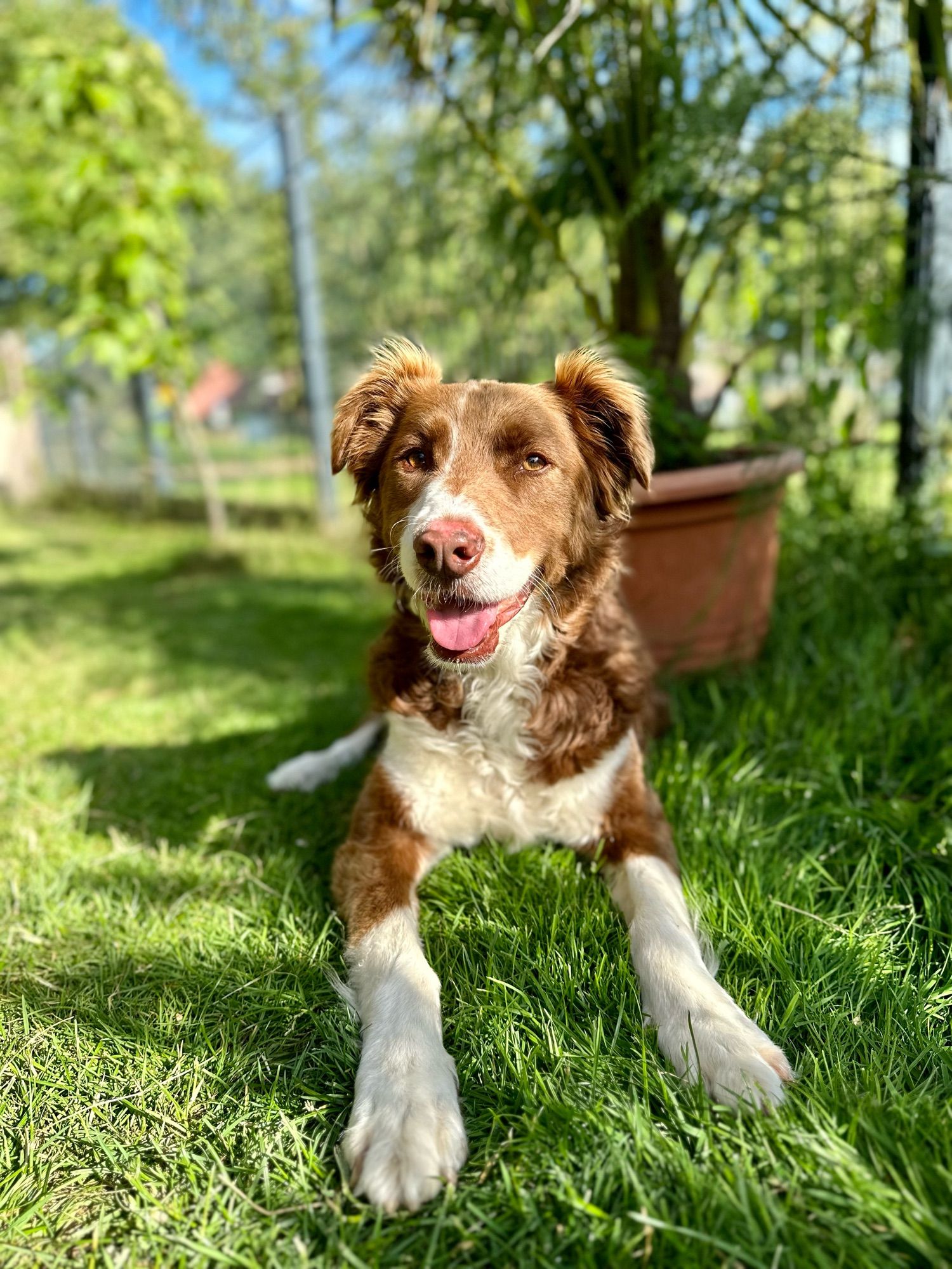 Auf dem Bild ist ein glücklicher Hund zu sehen, der im Gras liegt. Der Hund hat braunes Fell mit weißen Abzeichen und sieht aus wie ein Border Collie. Er hat die Zunge herausgestreckt und scheint zu lächeln. Im Hintergrund sind Bäume und ein Zaun zu sehen. Es ist ein sonniger Tag und das Gras ist grün.