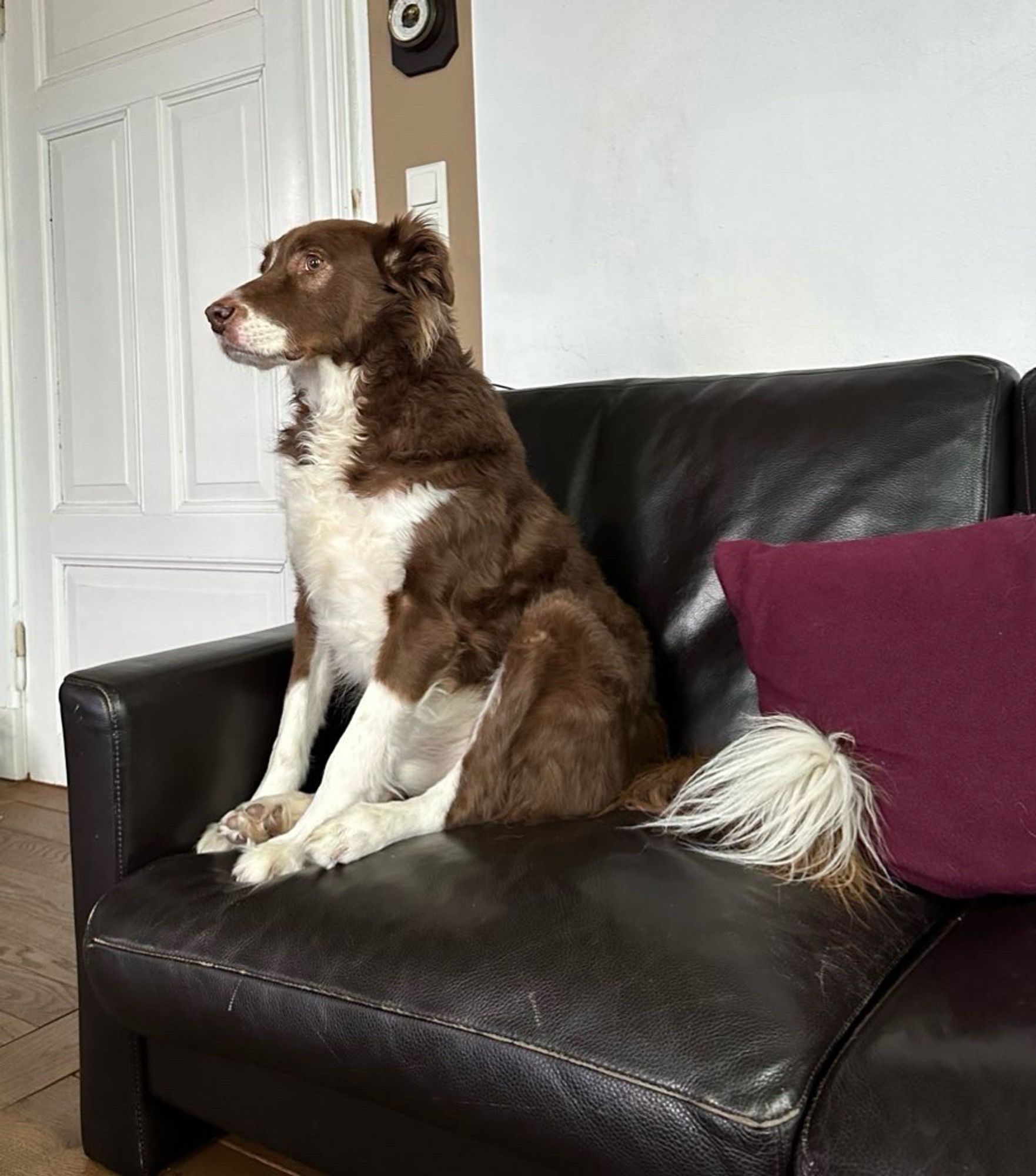 Ein braun-weißer Hund sitzt aufrecht auf einem dunklen Ledersofa. 
Der Hund schaut nach links und scheint aufmerksam etwas zu beobachten. 
Neben dem Hund liegt ein dunkelrotes Kissen. 
Hinter dem Sofa ist eine weiße Wand mit einer geschlossenen Tür.