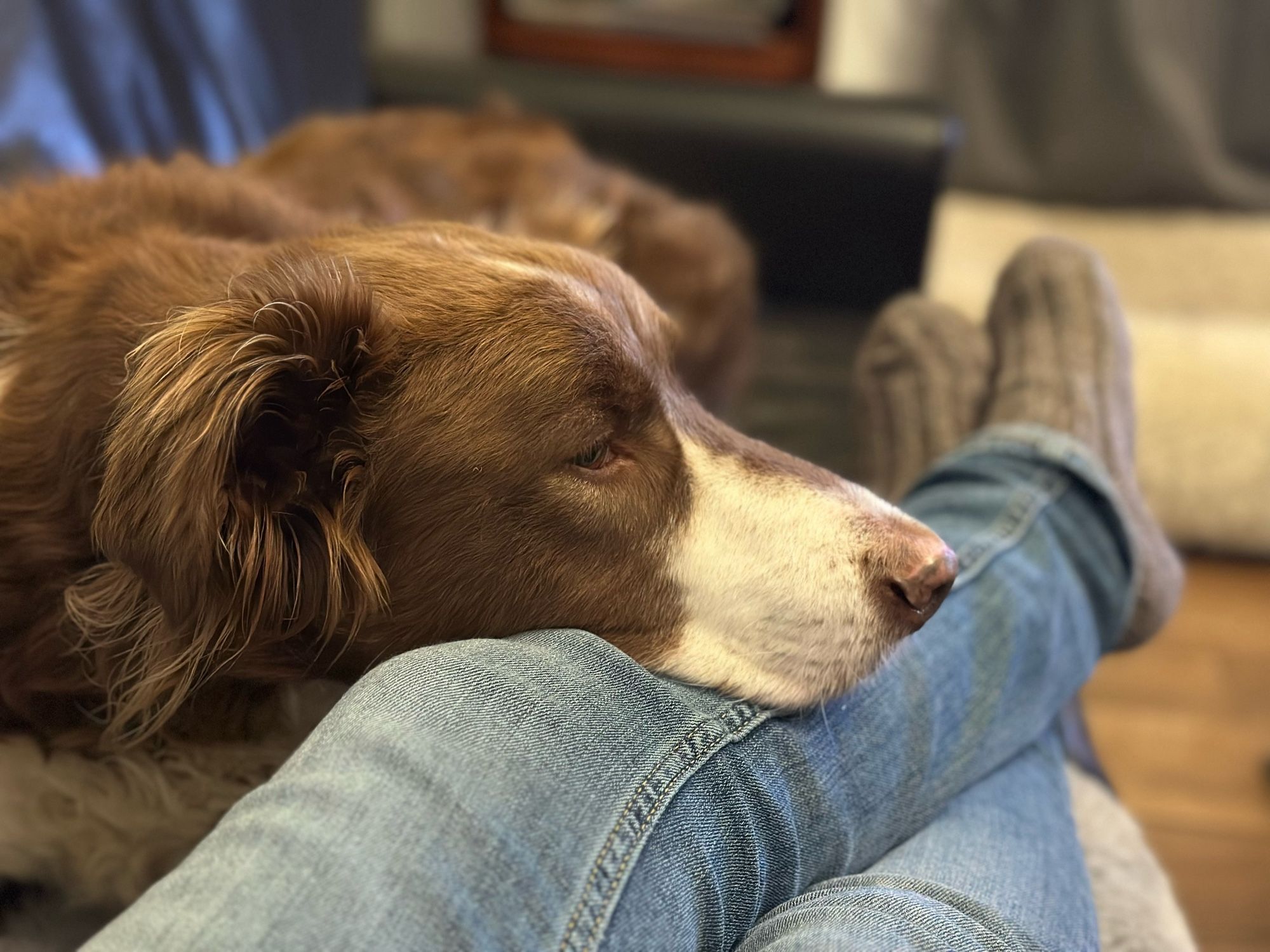 Auf dem Bild ist ein brauner Hund zu sehen, der seinen Kopf auf dem Bein einer Person ablegt, die Jeans trägt. Im Hintergrund sind die Füße der Person in gemütlichen Hausschuhen zu sehen, sowie ein Teil des Innenraums, der möglicherweise ein Wohnzimmer ist. Der Hund sieht entspannt und müde aus, mit geschlossenen Augen und hängenden Ohren.