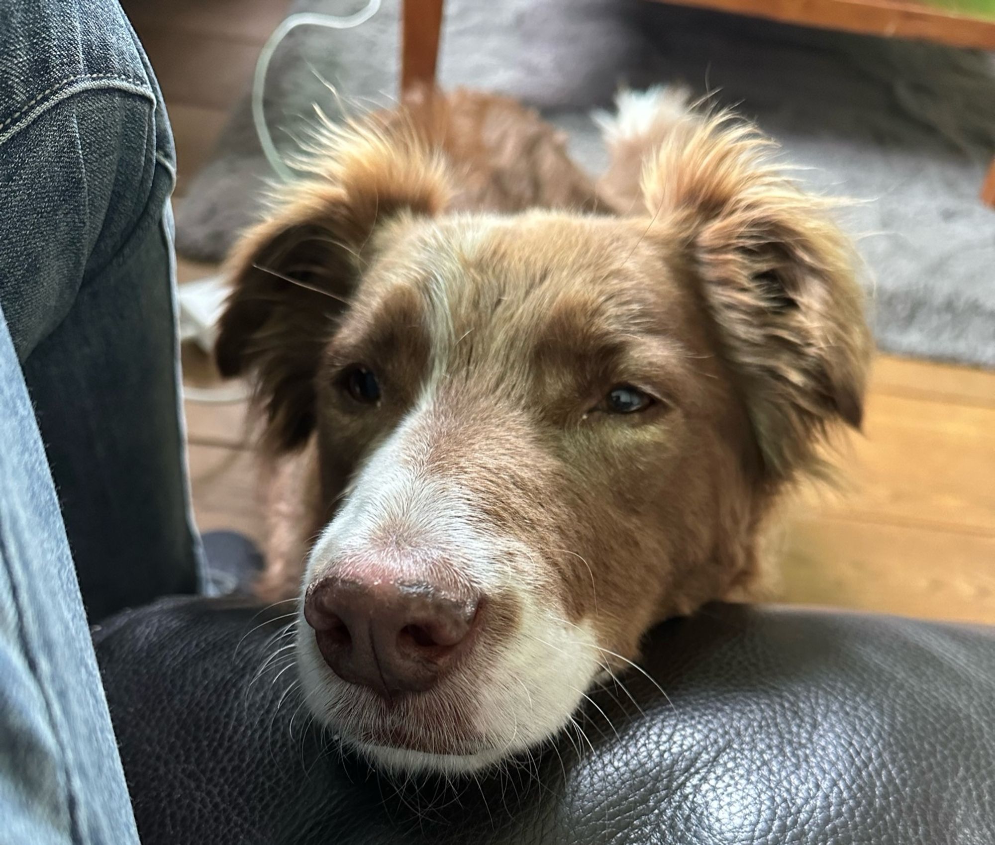 Ein braunweißer Hund hat seinen Kopf auf ein schwarzes Ledersofa gelegt und guckt bittend