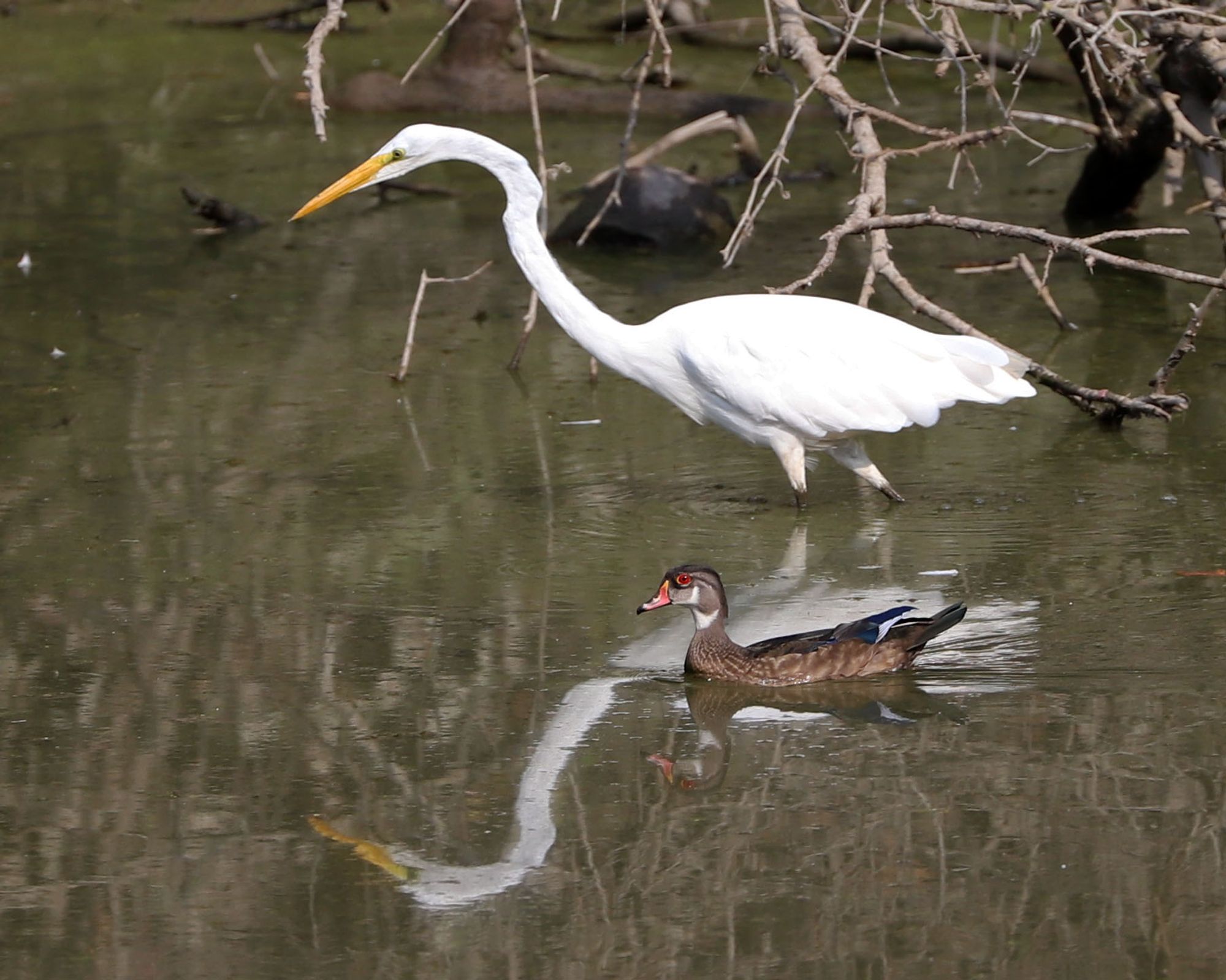 A Great Egret, an all-white heron, hunts for fish as a male Wood Duck in eclipse, a pretty brown duck with bright red eyes, swims through the Egret's reflection.