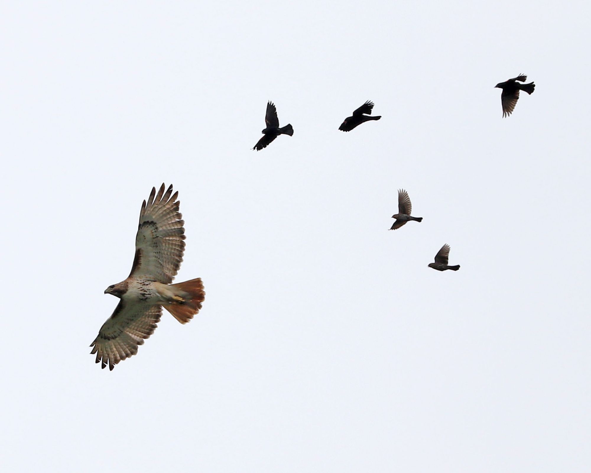 Five Red-winged Blackbirds, three males and two females, scream furiously through the sky in pursuit of their arch-enemy, an adult Red-tailed Hawk. To be fair, they also hate every other bird, in addition to deer, humans, trees, and large rocks.