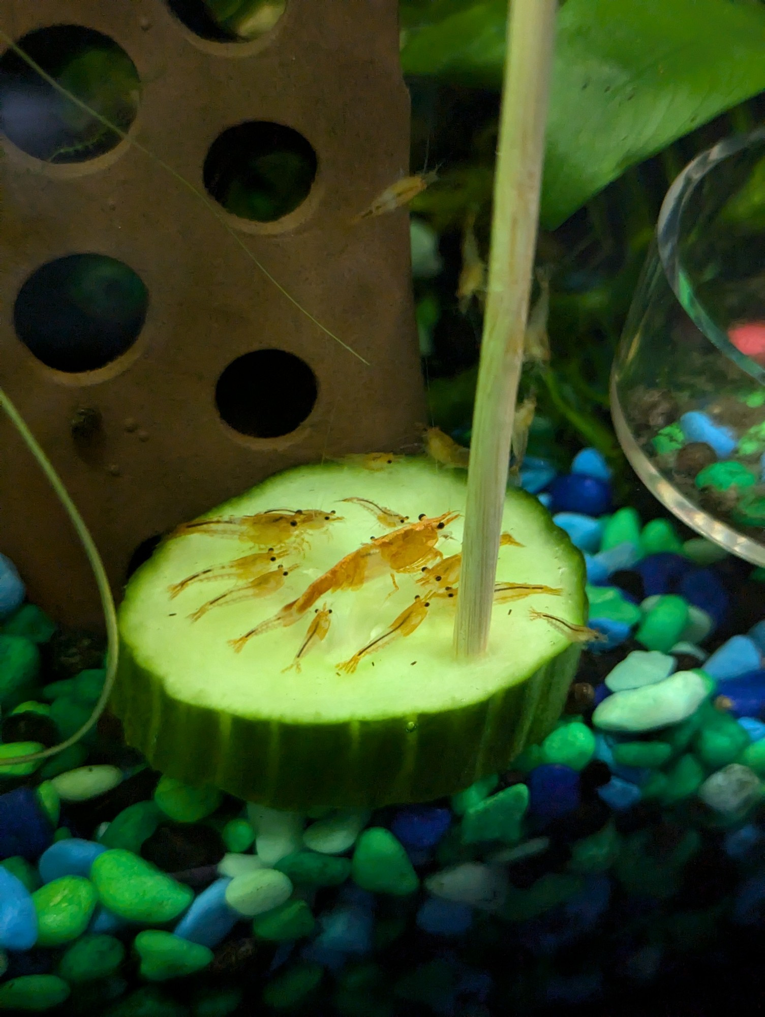 a group of orange rili shrimplets and one adult shrimp snack on a cucumber slice. they are mostly facing the center