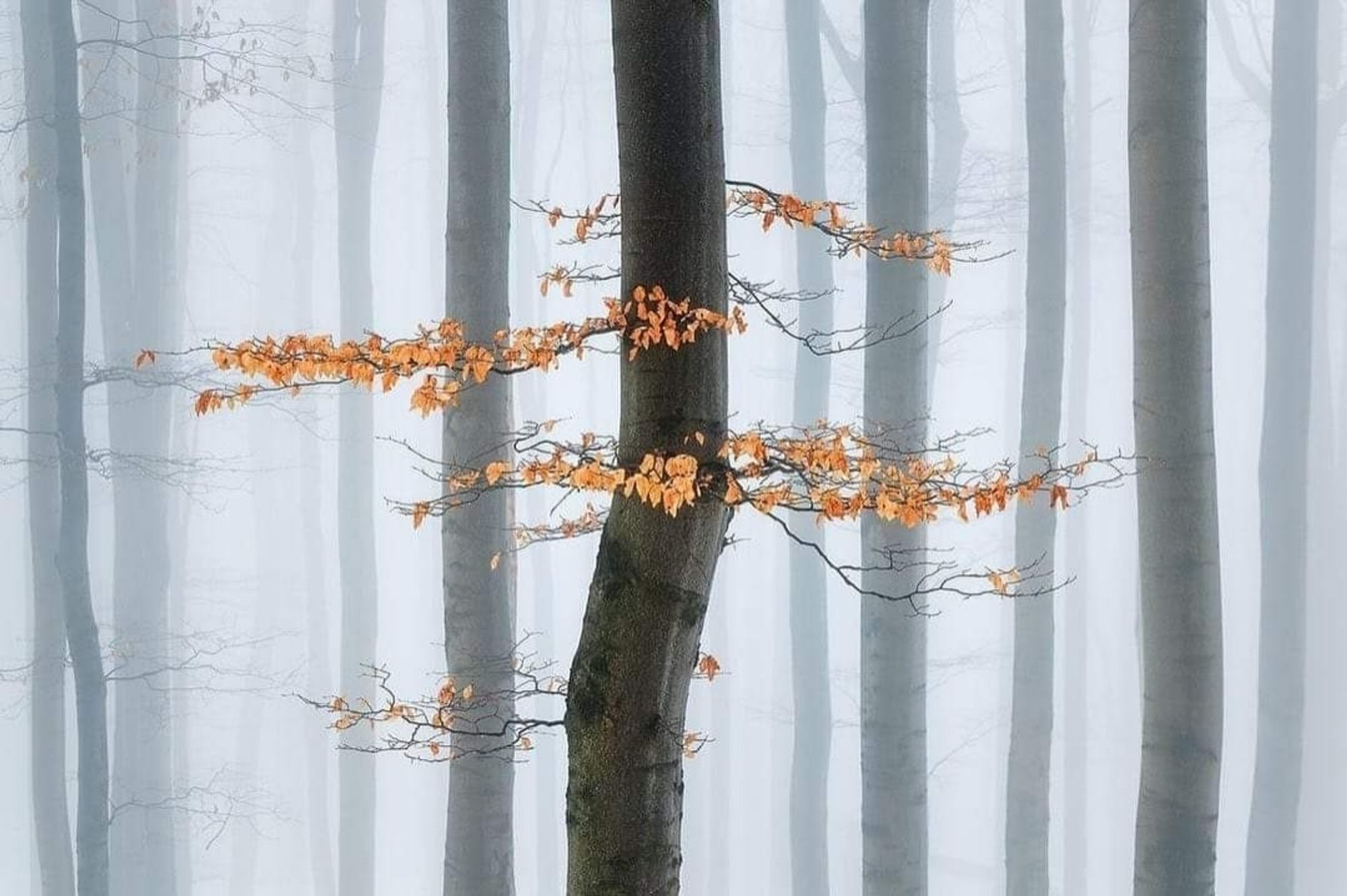 Raíces que se hunden en memorias olvidadas, tronco que sostiene los sueños de una vida pasada. Hojas que susurran historias de amores y pérdidas, en cada otoño, un renacer, una nueva promesa.¿Seré la misma hoja en otro árbol, en otra vida?¿O acaso soy el viento que agita las ramas?

✍🏻 Nazareth 
© M. Rak