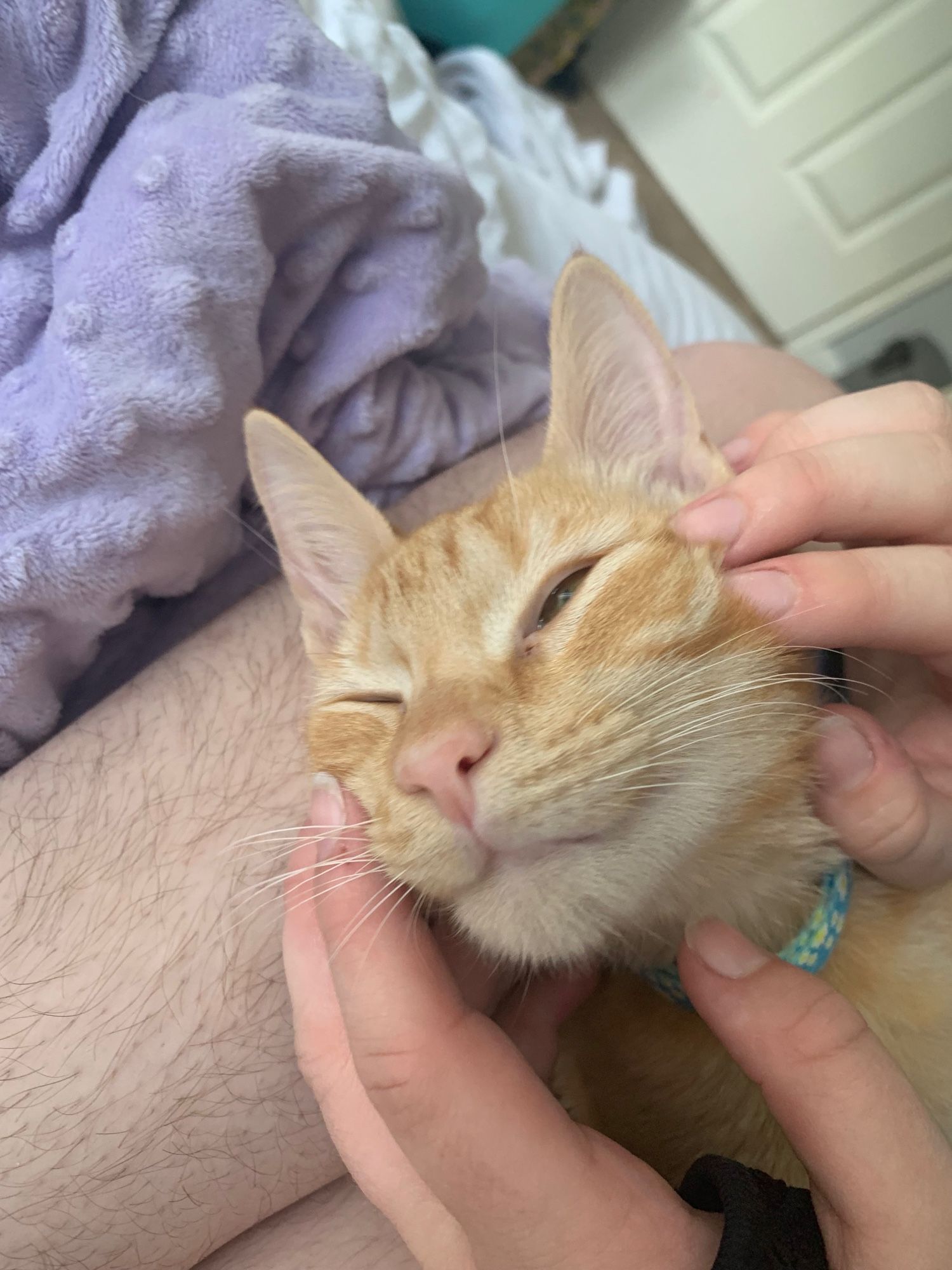 orange cat being pet on the cheeks