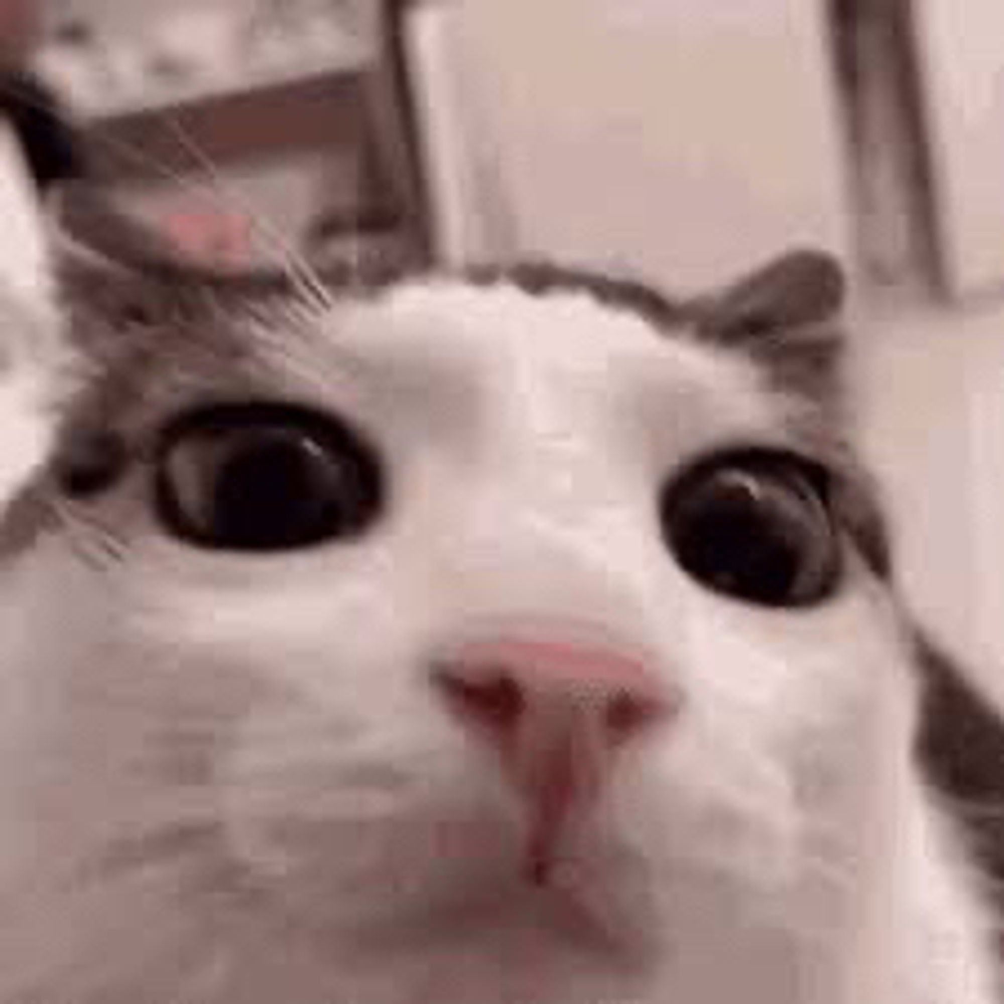 a close up of a white and grey cat staring intensely into the camera with very huge eyes