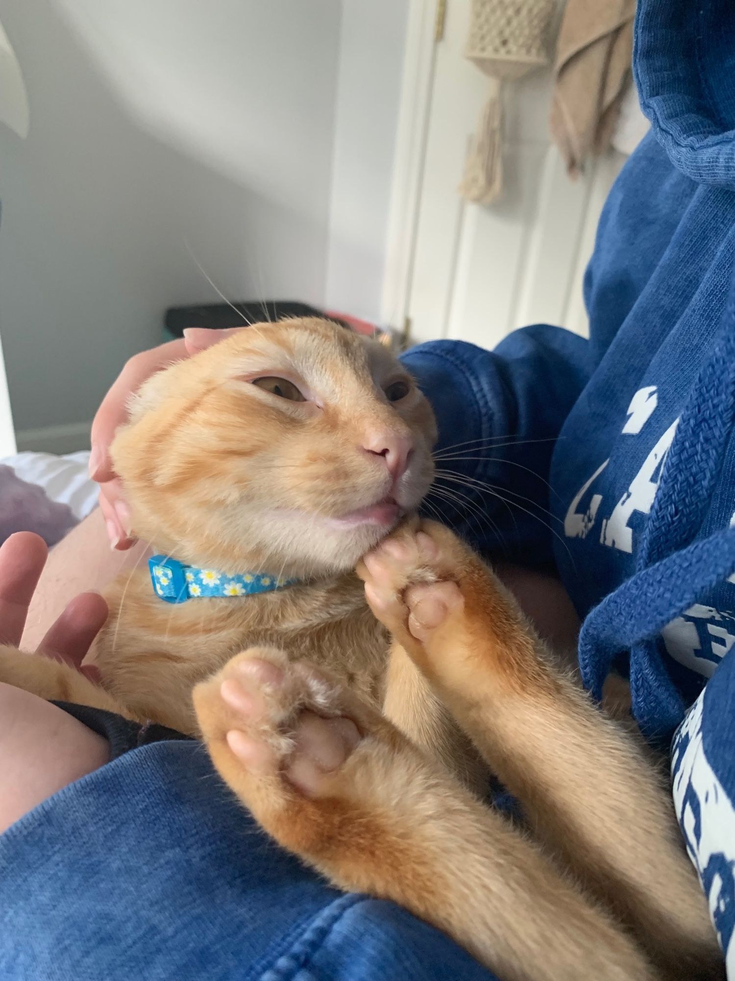 orange cat showing toe beans and having his ears held back