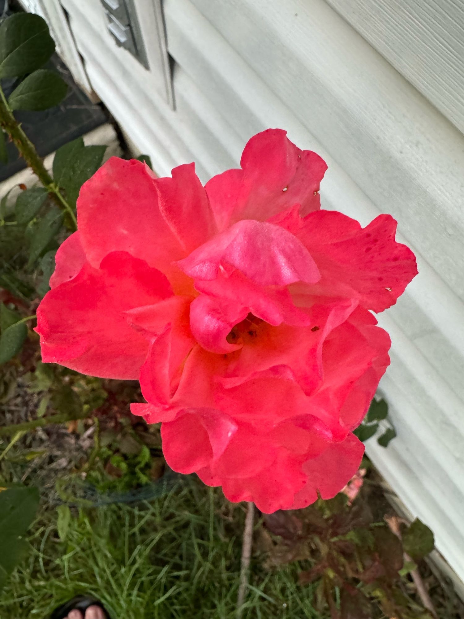 A hot pink rose in bloom