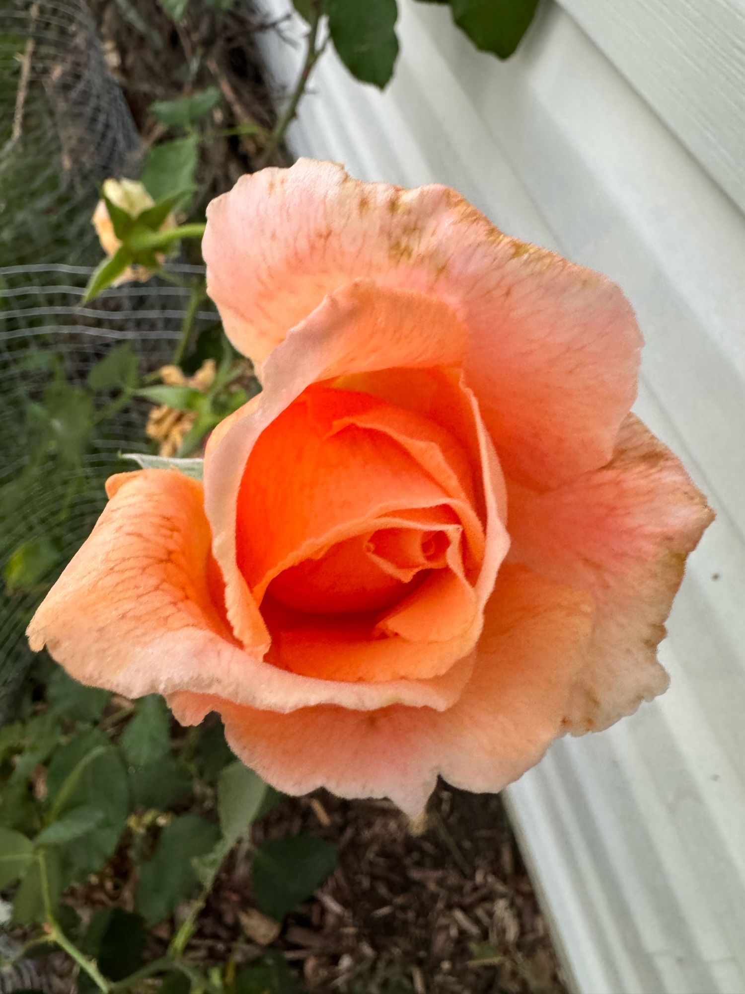 An orange rose in bloom