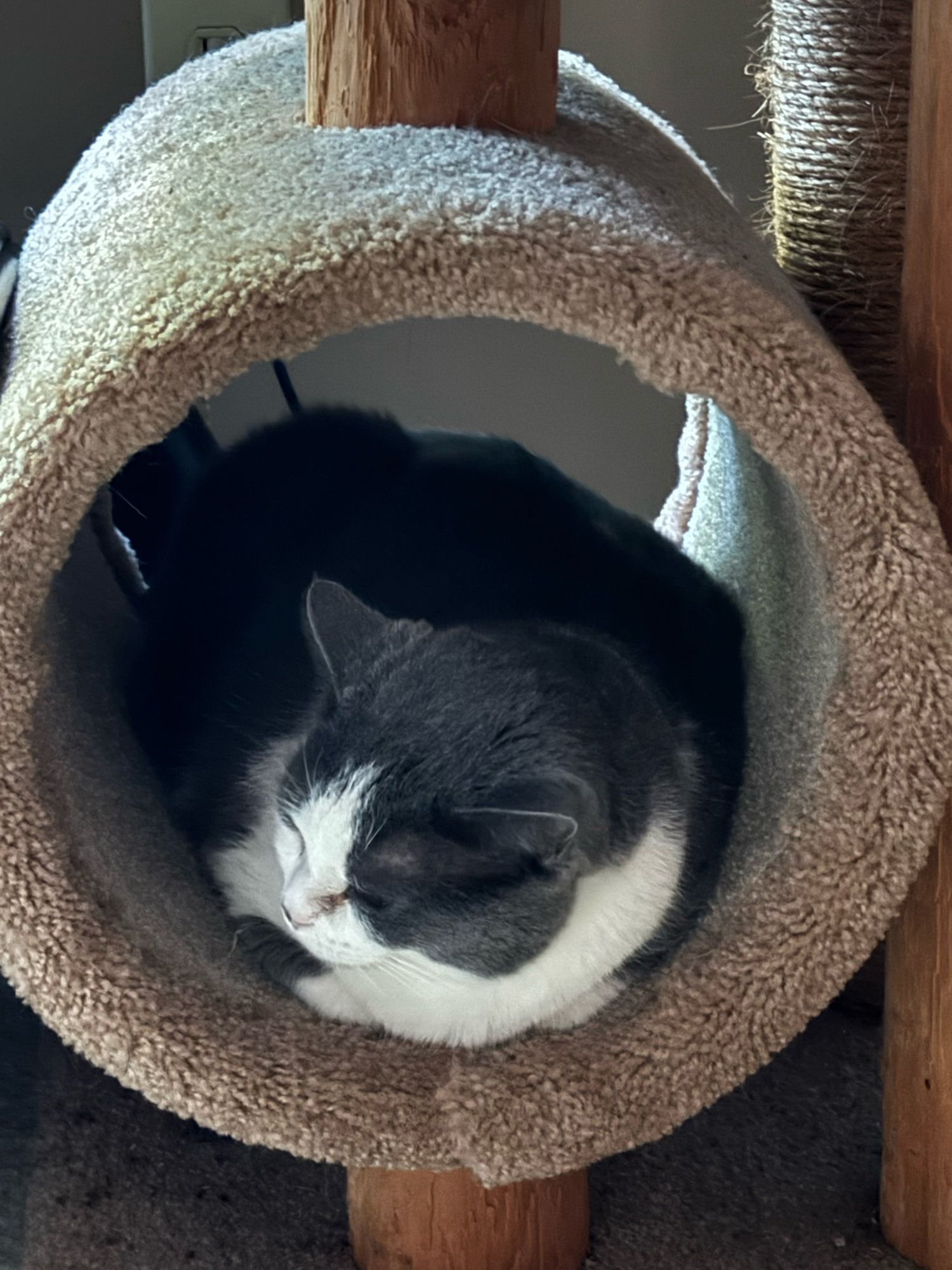 A grey and white cat resting in a carpeted cylindrical cubby of a cat tree.