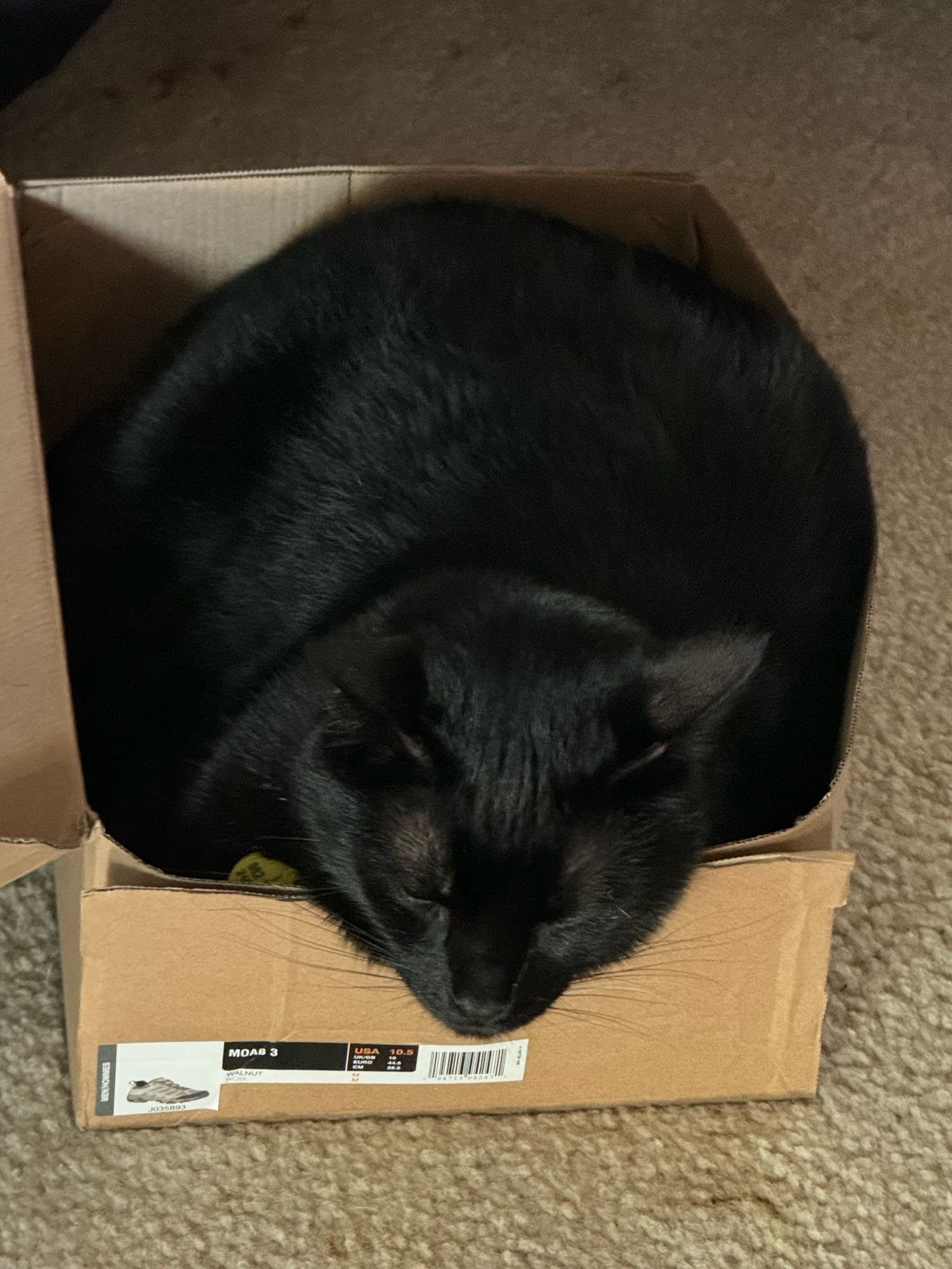 A large black tom cat, parked in a shoebox.