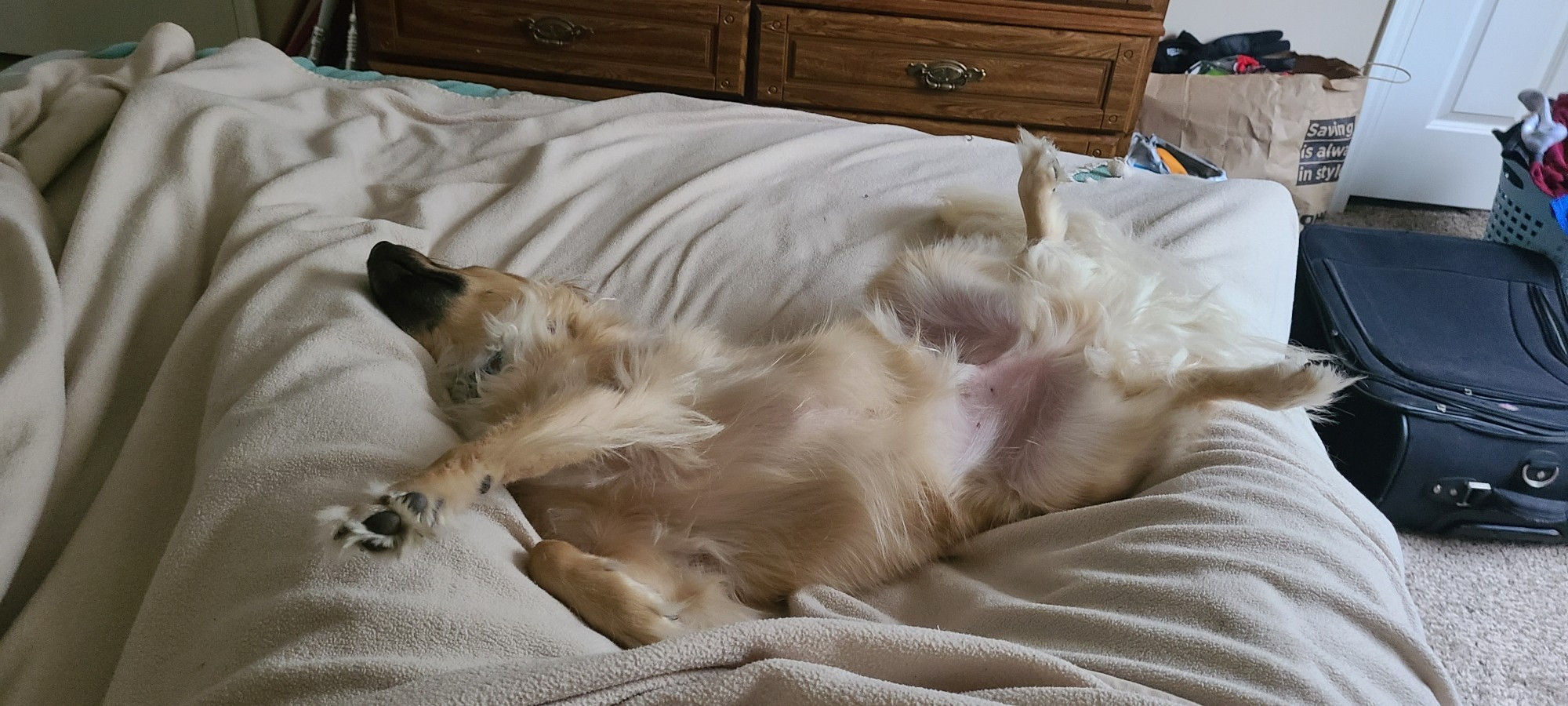 My dig sleeping on the bed between my legs, sprawled out.