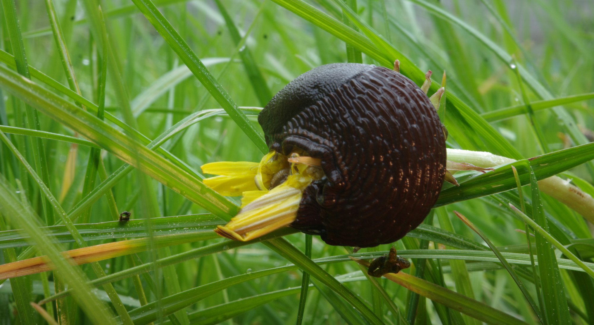 *The supposed Crown of Creation breathes plant shit, oxygen!
The photo shows a black Spanish slug feeding on a dandelion flower in green grass that has just defecated. Its tiny turd is crowned by a droplet. I added additional lighting to the snail and its excrement from the bottom right: no image editing other than cropping.