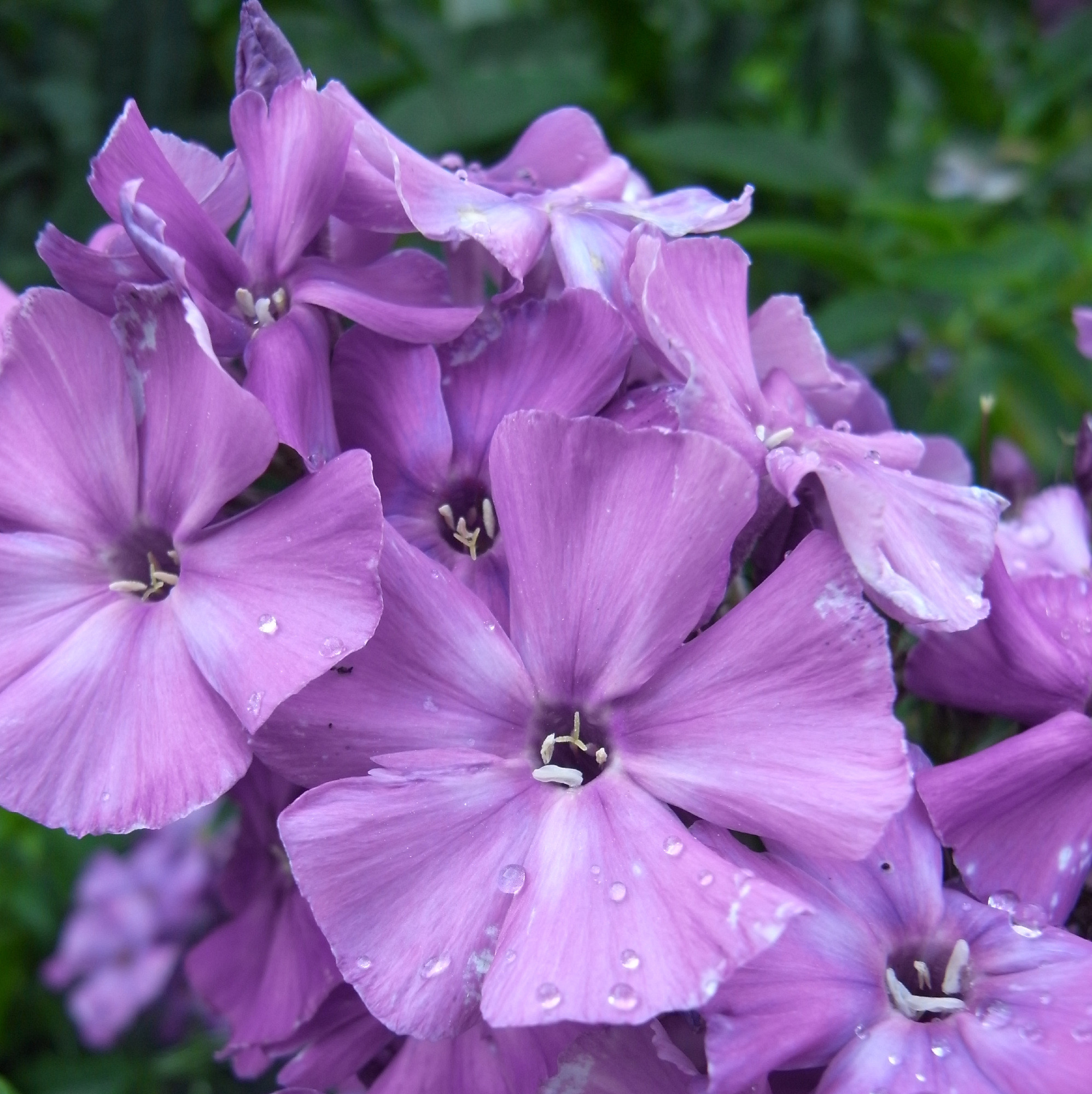 Wet light purple flowers with five-fold symmetry, where five individual flowers merge into a single one at their bases, and white stamens and pistils are seen against a background of other such flowers and rich green.