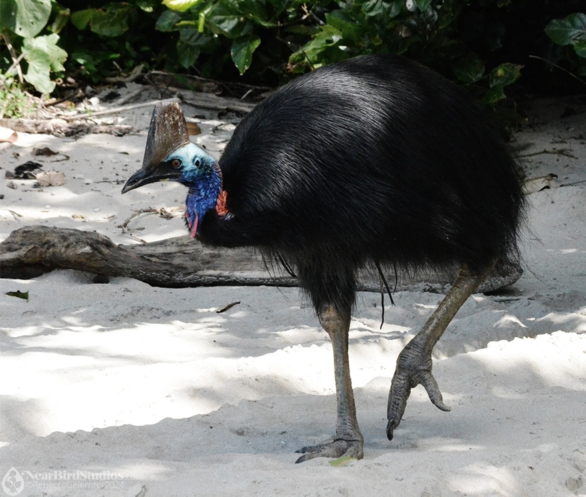 A Southern Cassowary, probably a male based on body and wattle size. He's a huge, shaggy black bird with a bright blue head, red wattles, and a high casque on his head. His feet and legs are thick. He's walking on a beach in front of rainforest, looking for picnickers to intimidate so he can raid their lunches.