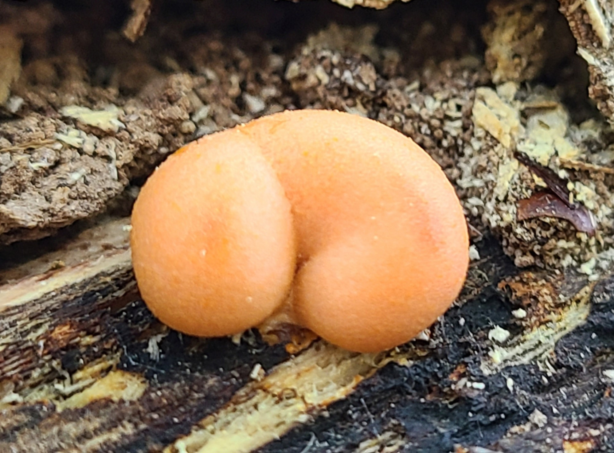 An orange wolf's milk slime mold shaped like a butt.