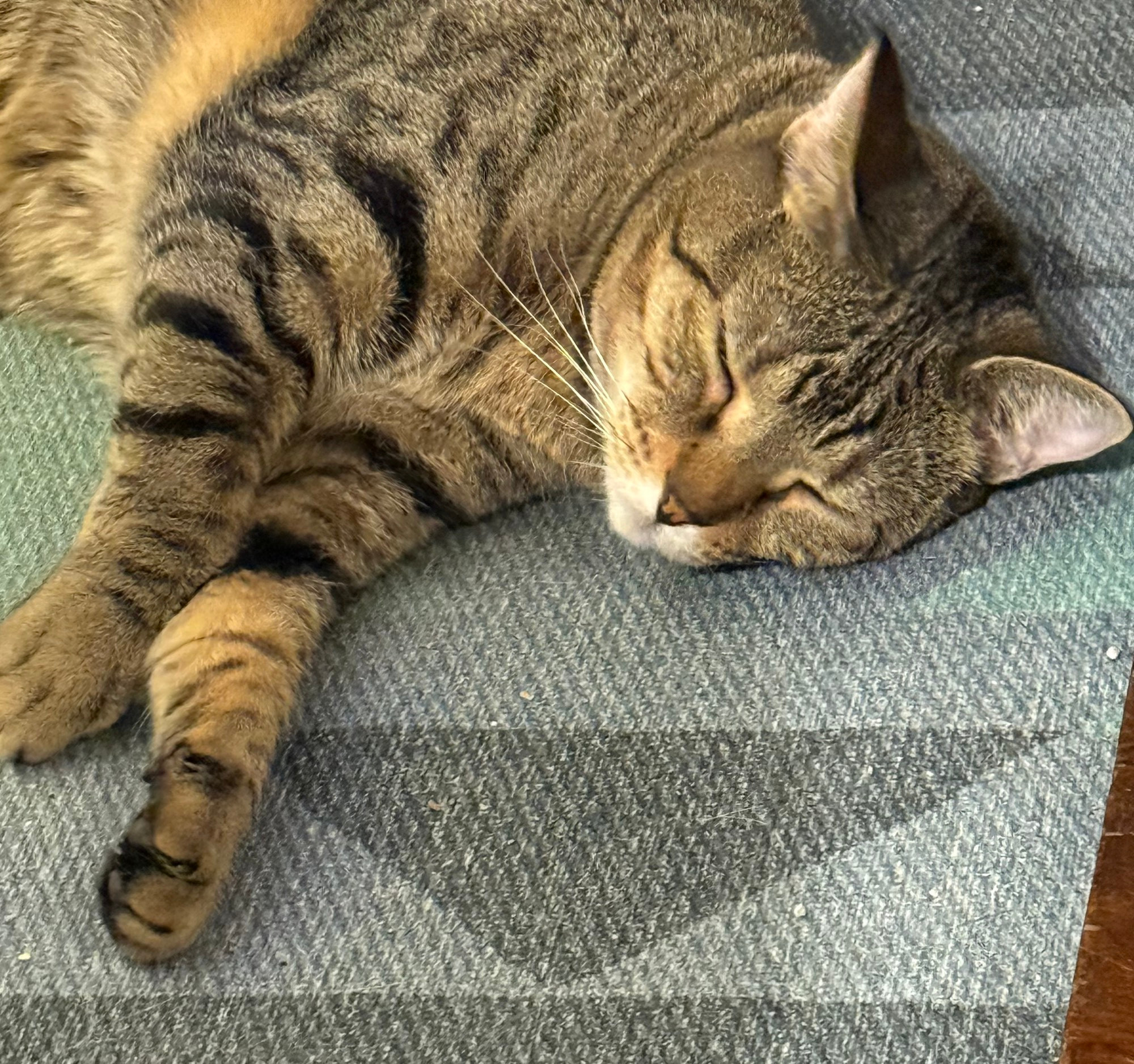 A grey and brown tabby cat sleeps on her side on a multicolored rug. She is very cute!