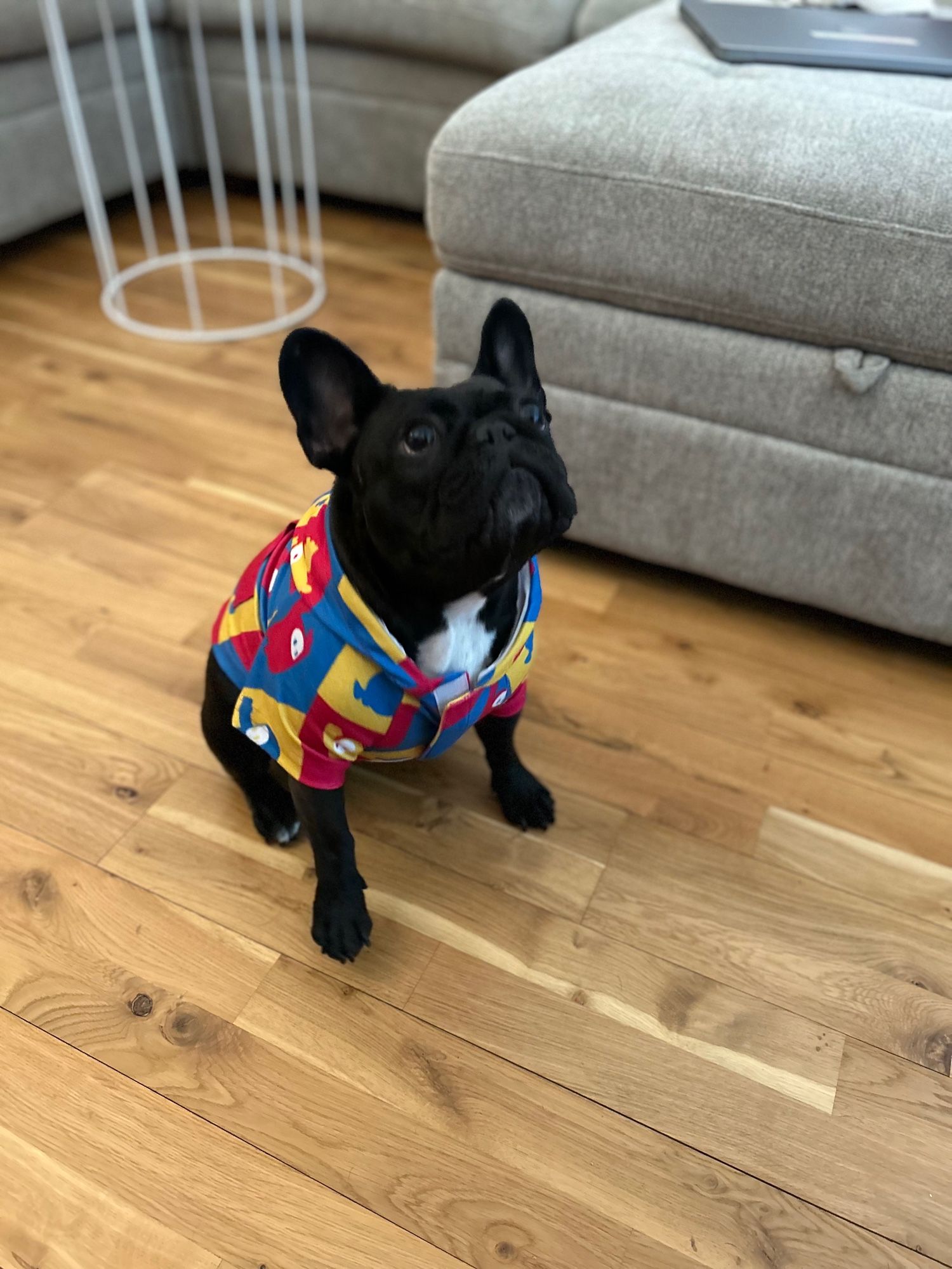 Pic of Lisa, my 2.5 y/o french bulldog sitting while wearing a Fall Guys hoodie