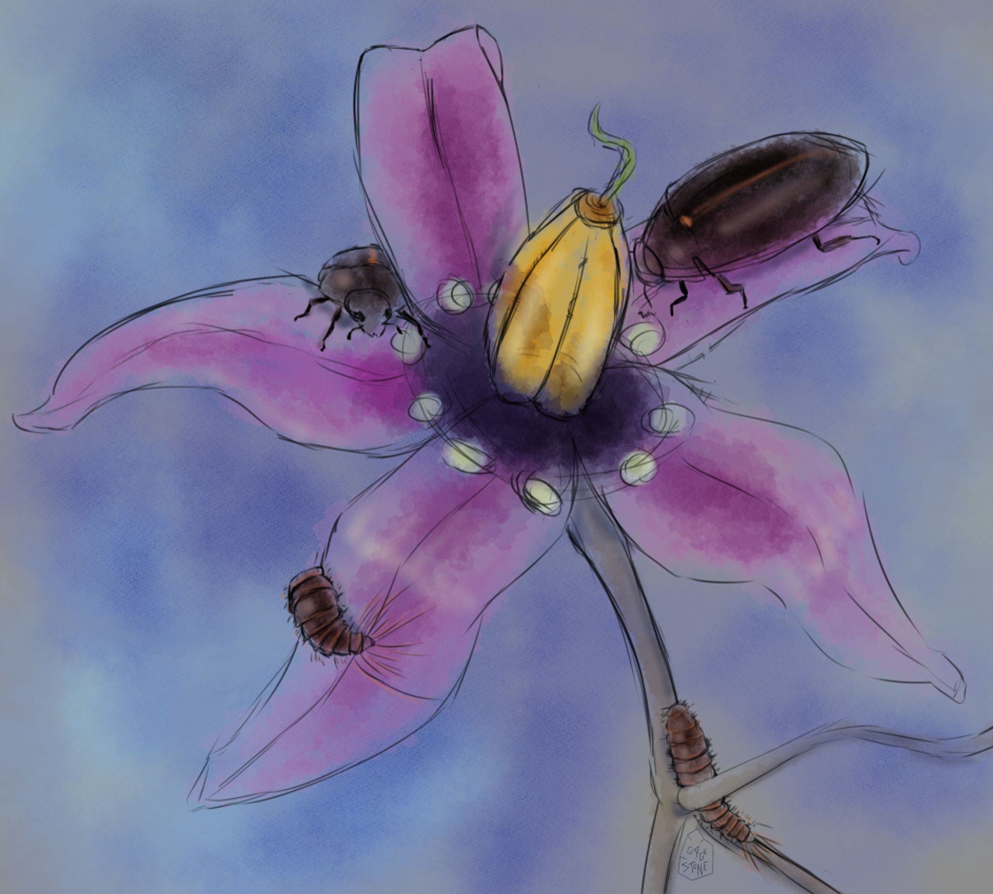 A softly painted sketch of a nightshade flower with flesh eating beetles crawling on it.