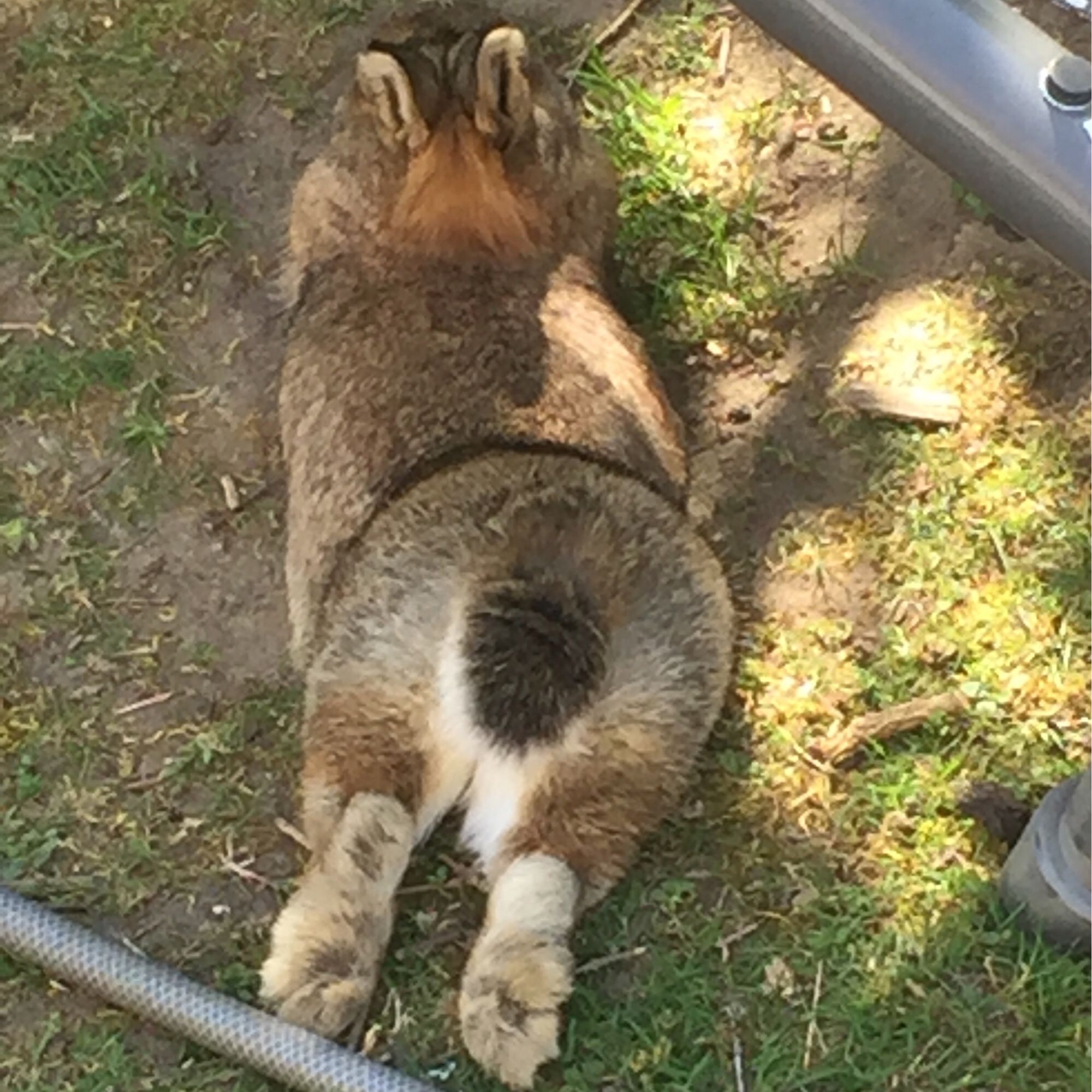 A small, wild-colored rabbit lies stretched out on sparse grass, its rump towards the camera.