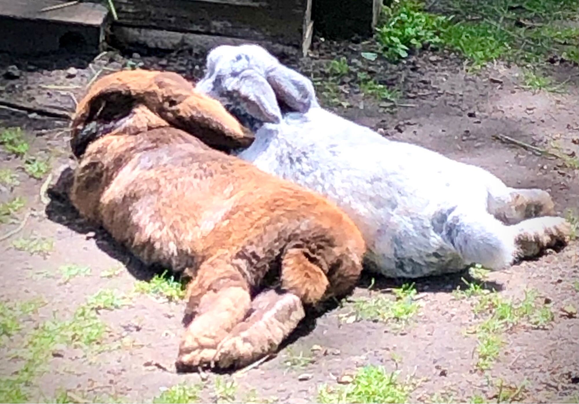 Ein rotbraunes und ein silberfarbenes Kaninchen liegen lang ausgestreckt nebeneinander auf schütterem Rasen, mit den Hinterteilen in Richtung Kamera.