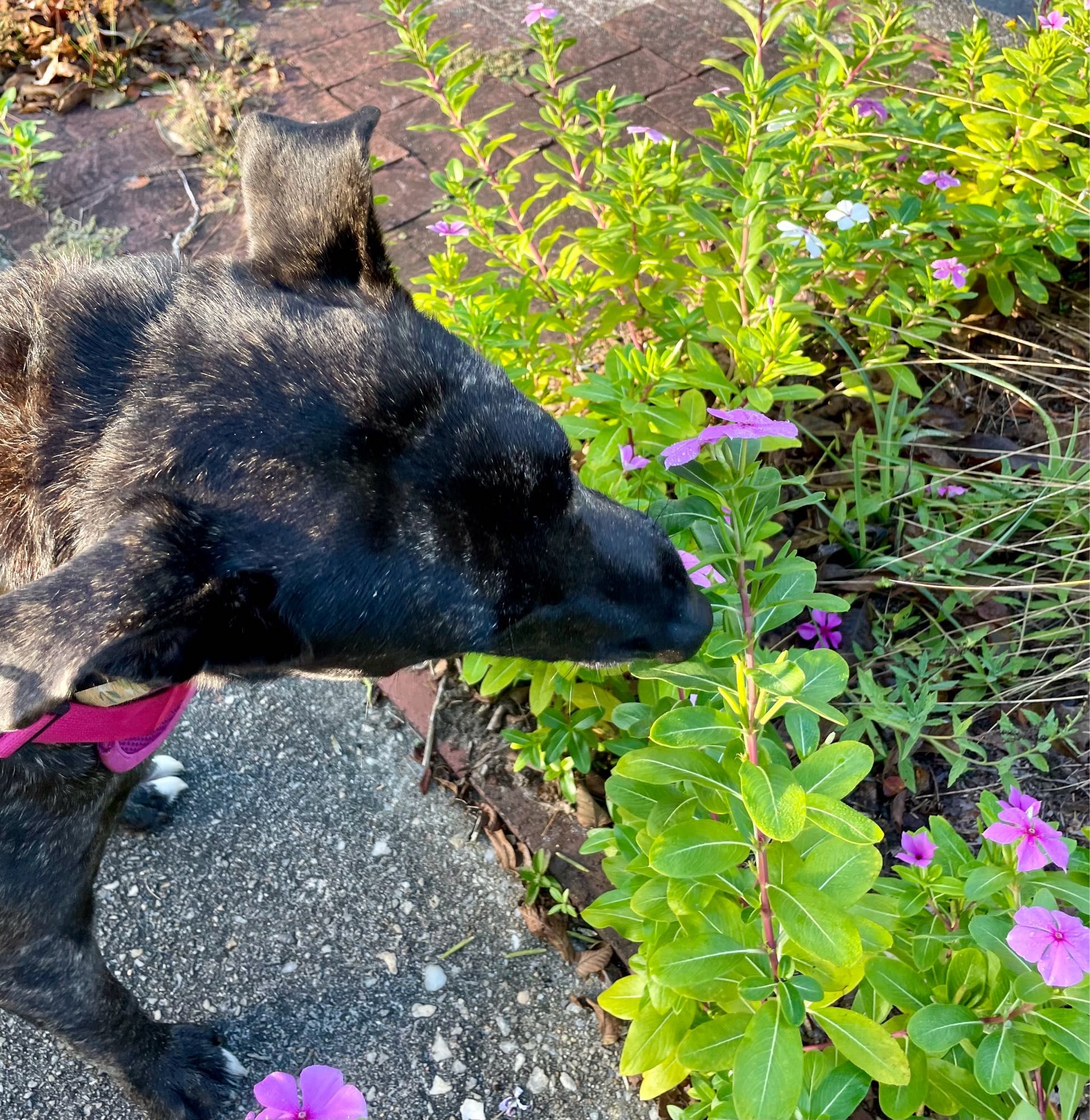 picture looking down of a black dog sniffing some pink flowers.