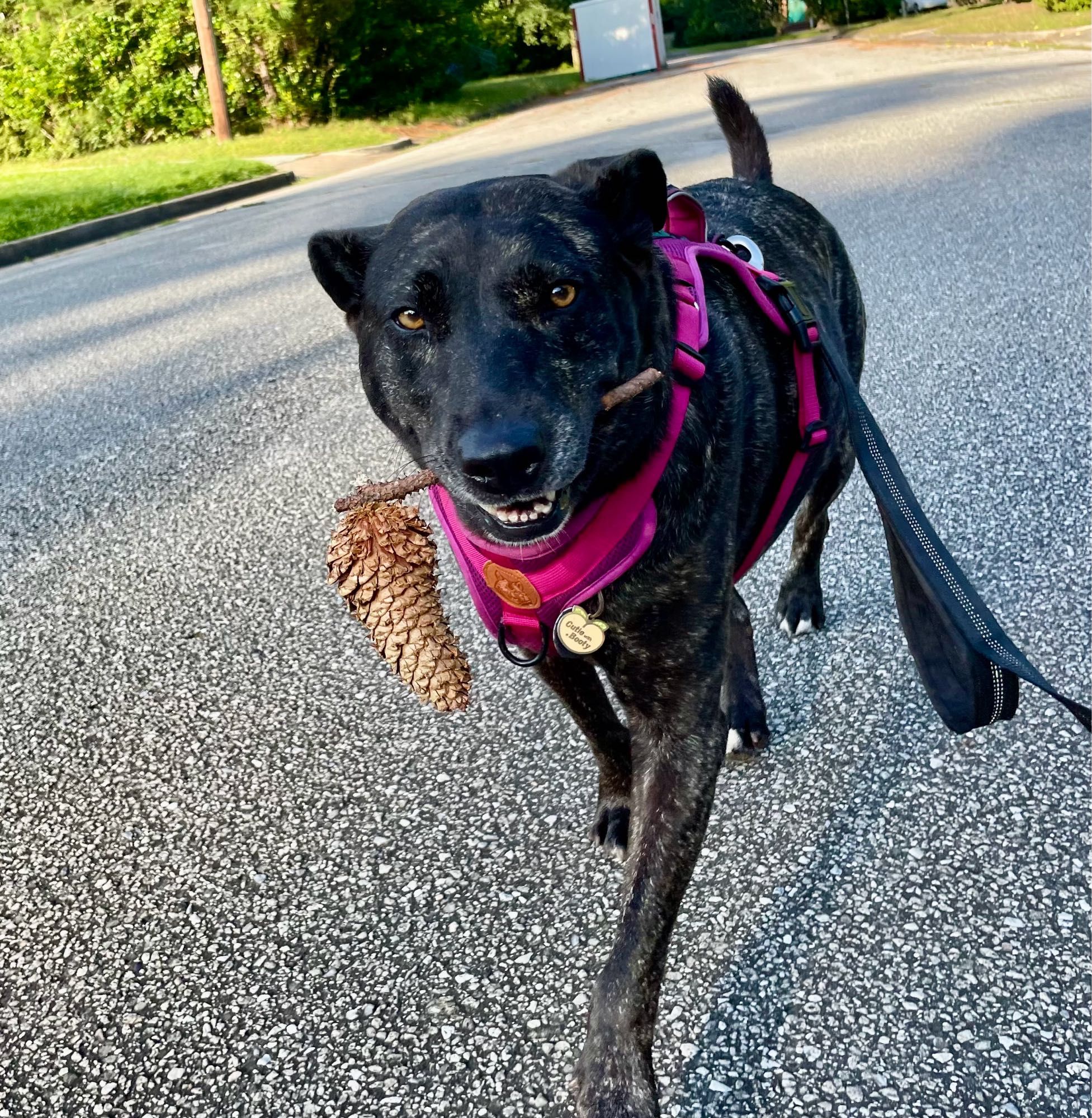 Picture of a black dog in a pink harness placing down a paved street with her ears laid back. In her mouth is a short stick that has a pine cone attached to it. Looks like she is smiling.