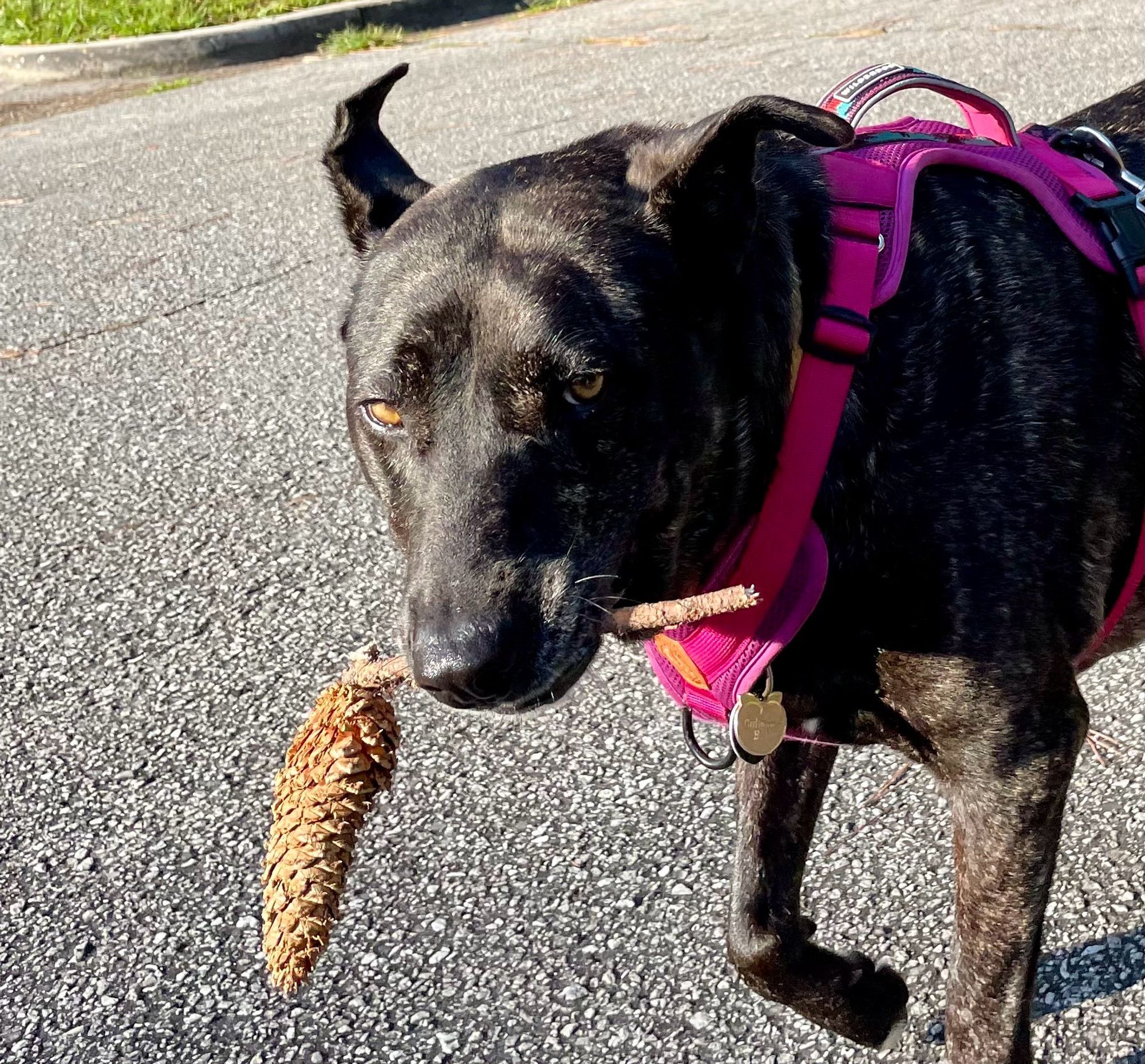 Picture of a black dog in a pink harness placing down a paved street with her ears crooked to the side. In her mouth is a short stick that has a pine cone attached to it. Looks like she is cutting her eyes at you.  Like she saying “My stick, back off”