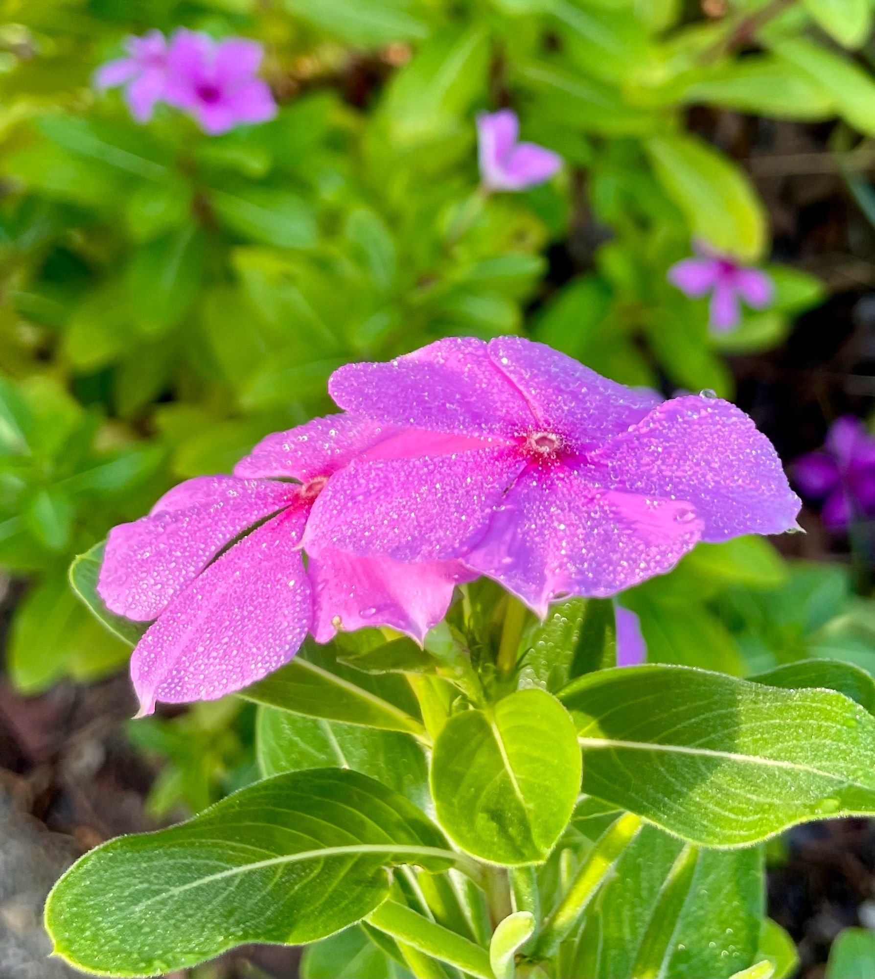 Close up picture of a couple pink madagascar periwinkle flowers. The pink petals are wet with tiny drops of dew and the rising sun is making the dew glisten.