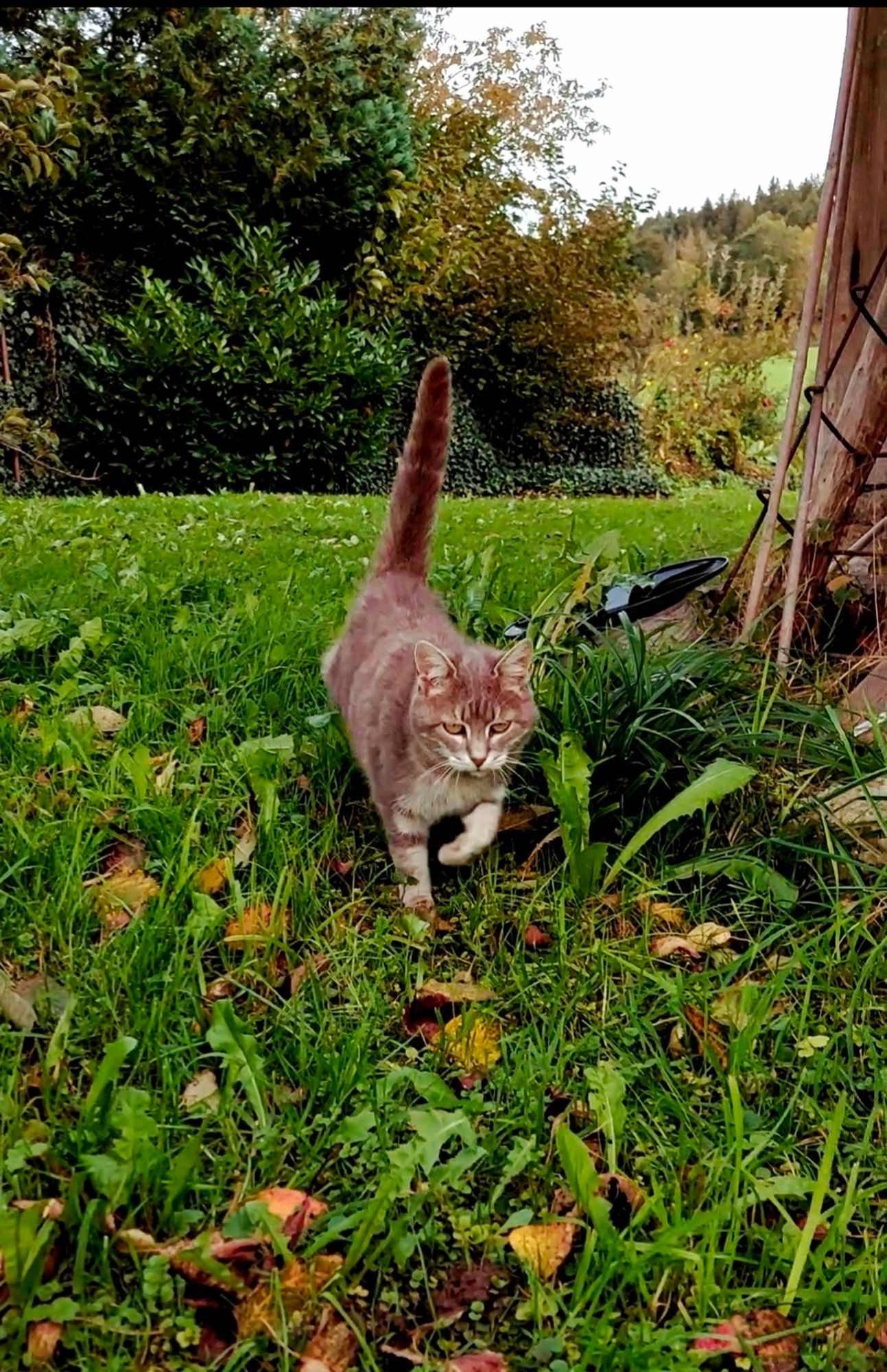 Grey cat walking through grass