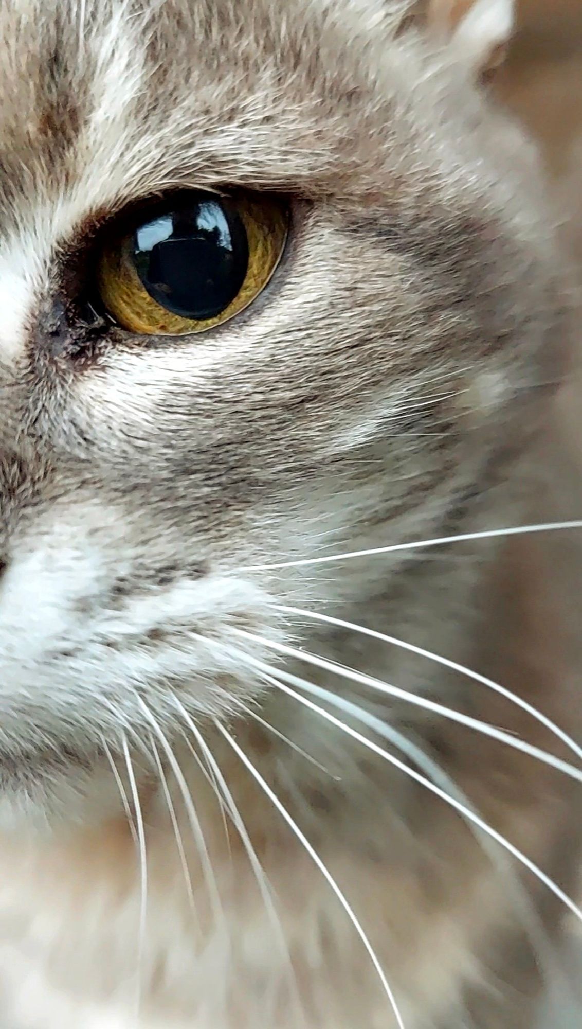 Jago holding his phone reflected in the eye of a beautiful grey cat.