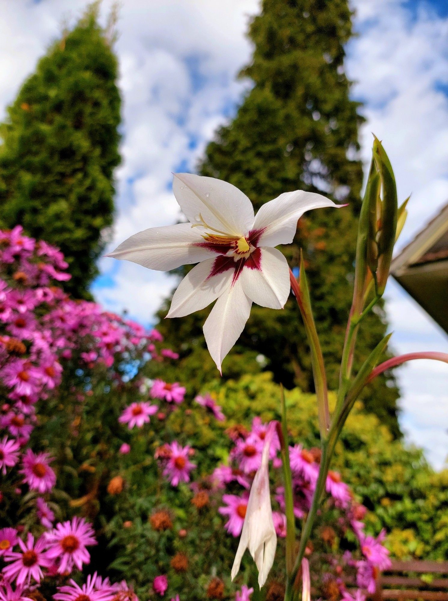 White-purple gladiola flower