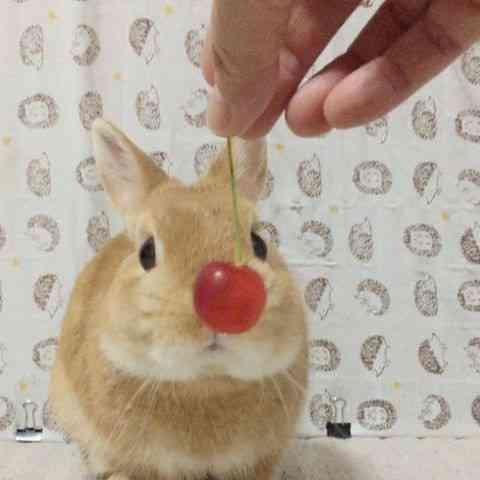 A cute fluffy bunny admiring a cherry