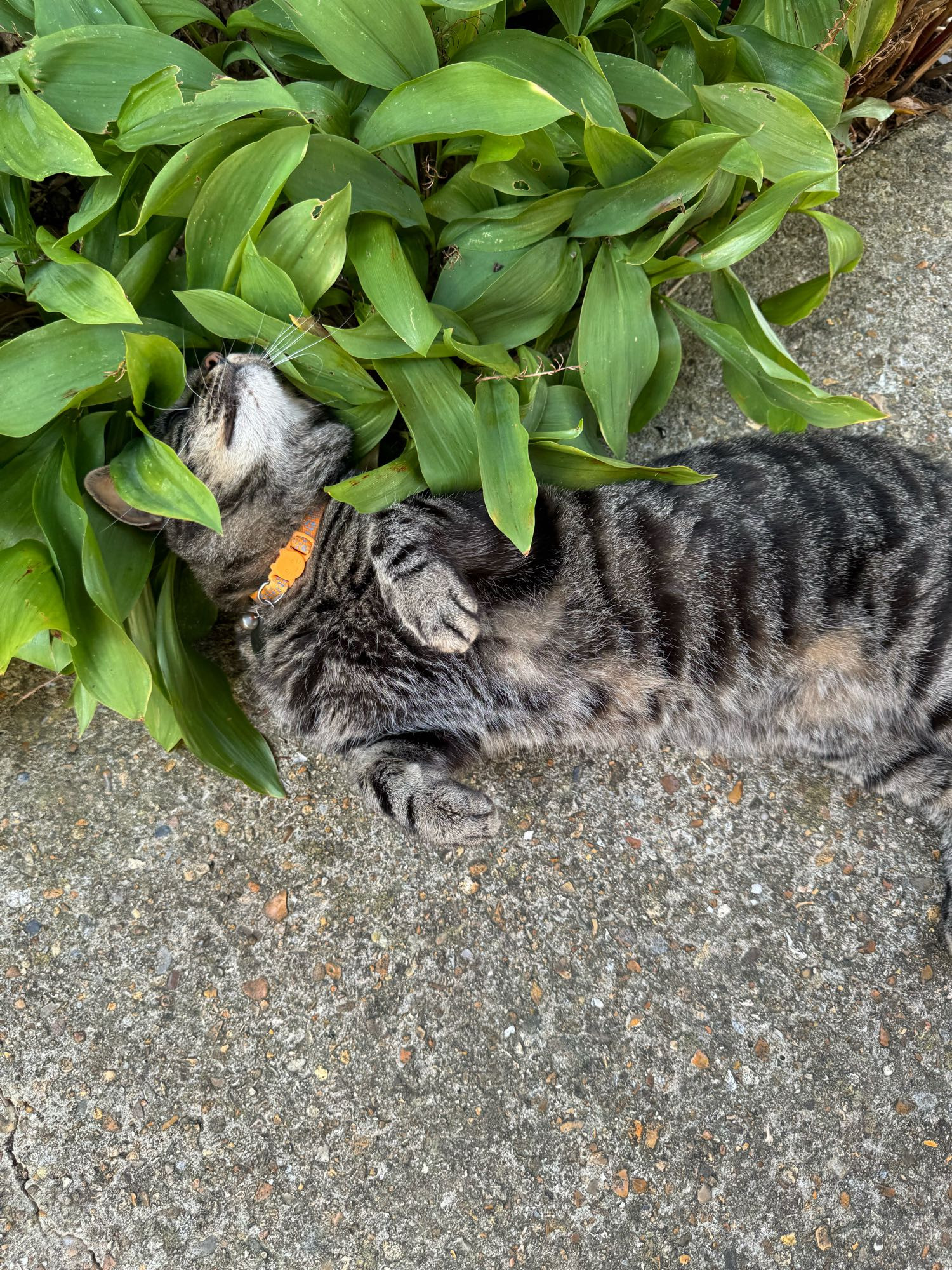 A male tabby cat rolls over and places his head into a flower bed of Lilly of the valley. His paws are alongside his body, exposing himself for a tummy rub.