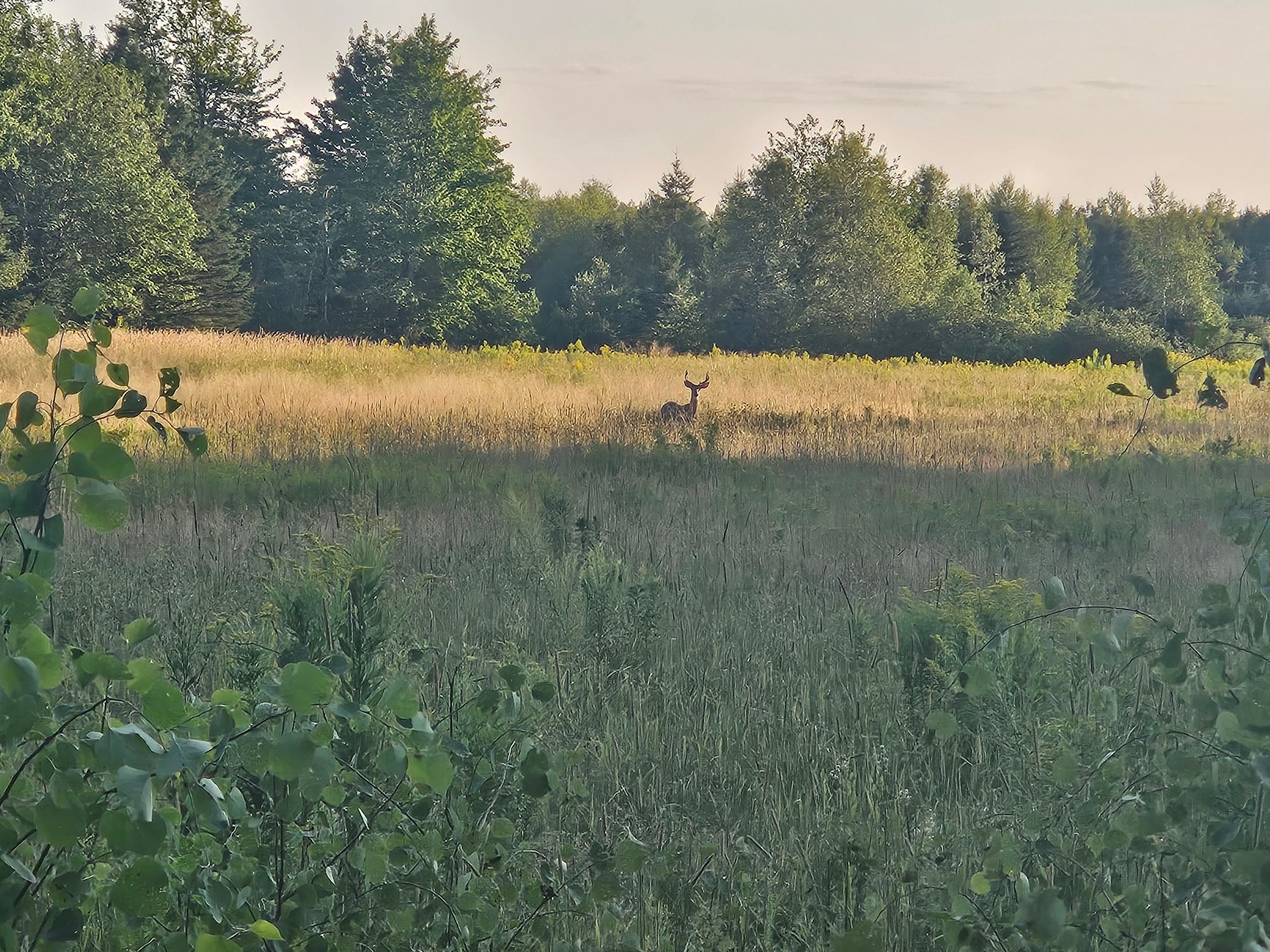 Deer in field.