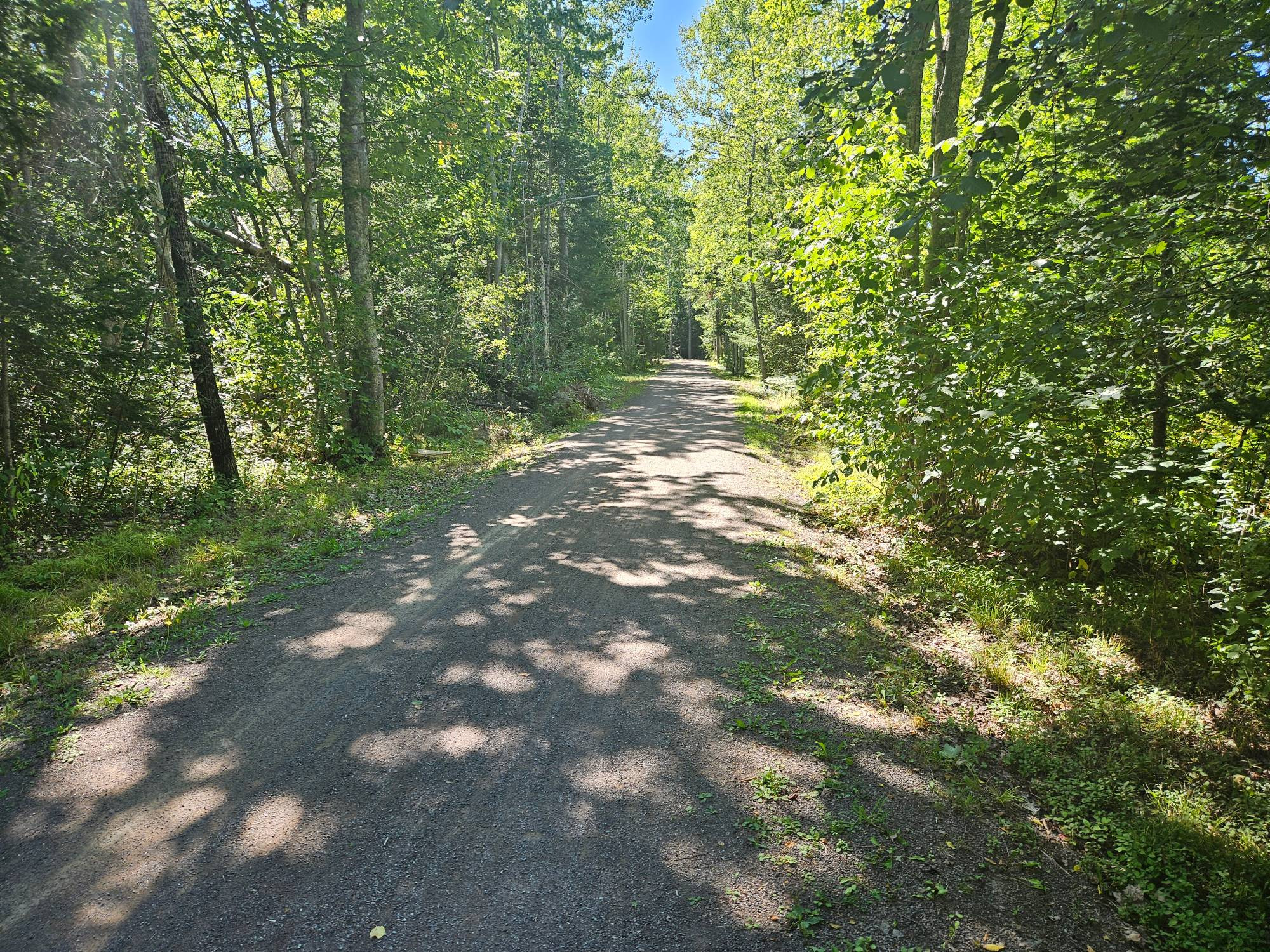 Part of the Shediac Trail system that goes through a wooded area.