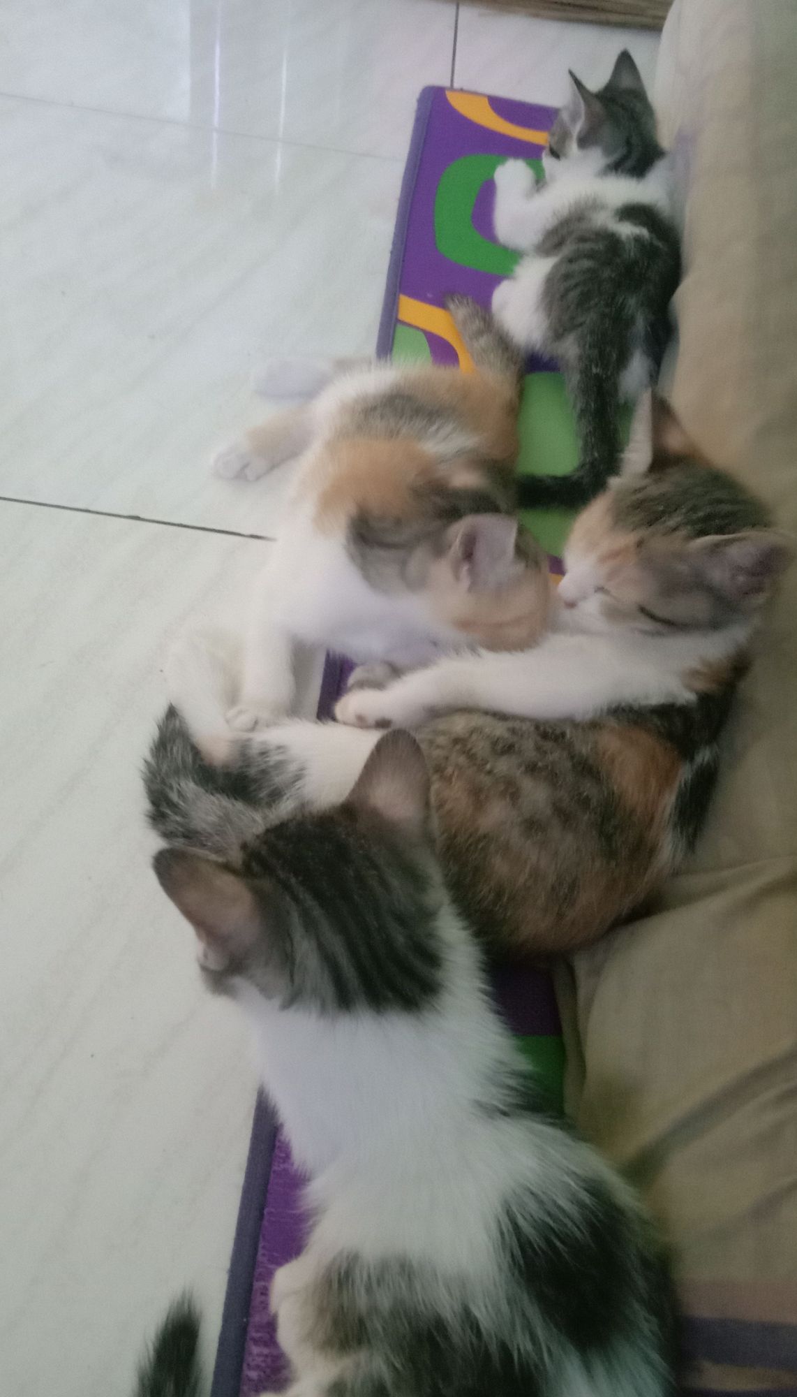 4 kittens sleeping