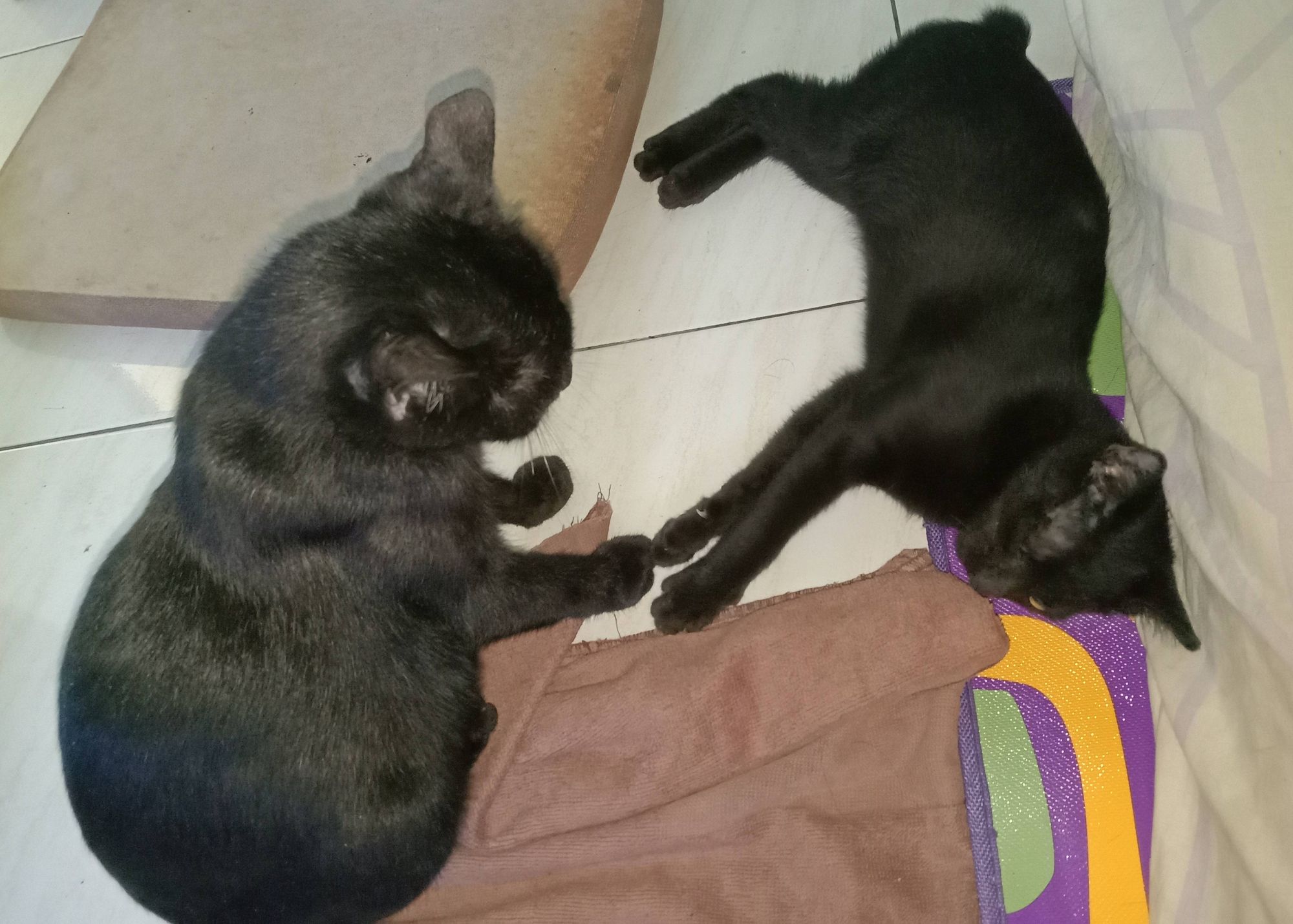 Two black cats mother and her female kitten playing with each other.