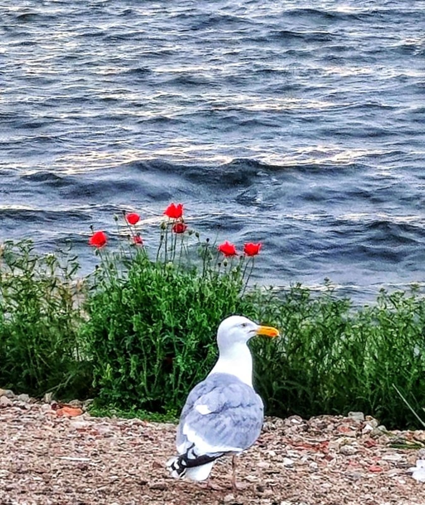 Möwe vor roten Mohnblumen, an der Ostsee