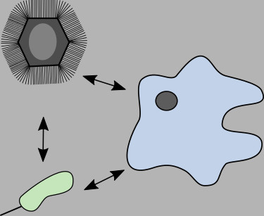 cartoon depicting interactions between viruses, bacteria and their commons host