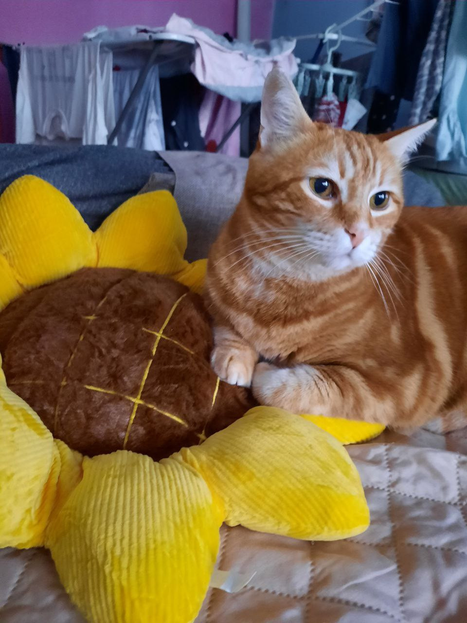 Gato naranja apoyado en un cojín con forma de girasol. Parece muy cómodo. 