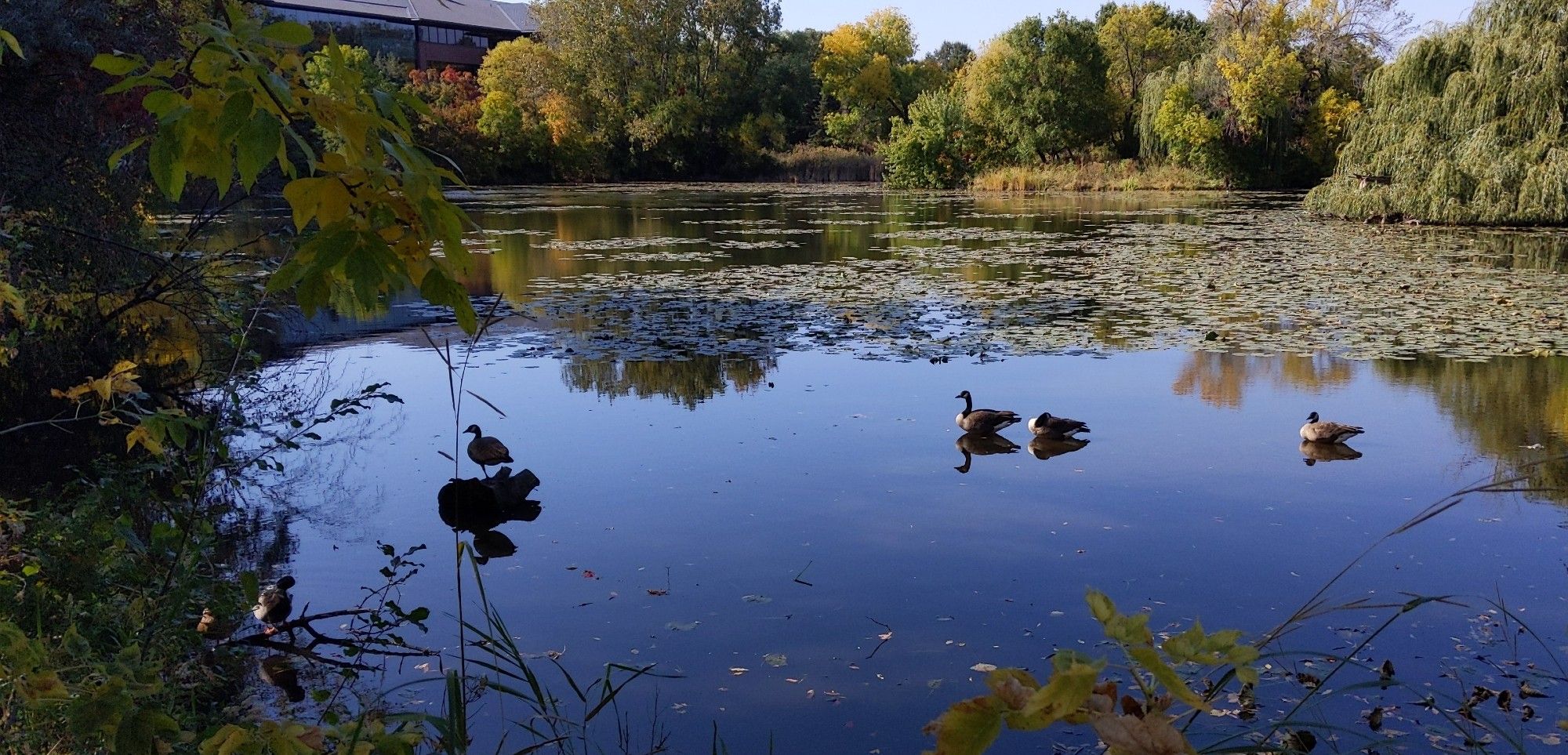 Four Canada Geese on a small lake are shown in a low afternoon light, three treading water and one roosting on a single leg in a log. Not shown: the motorcyclist behind me cussing out a neighboring office building as he rides past.