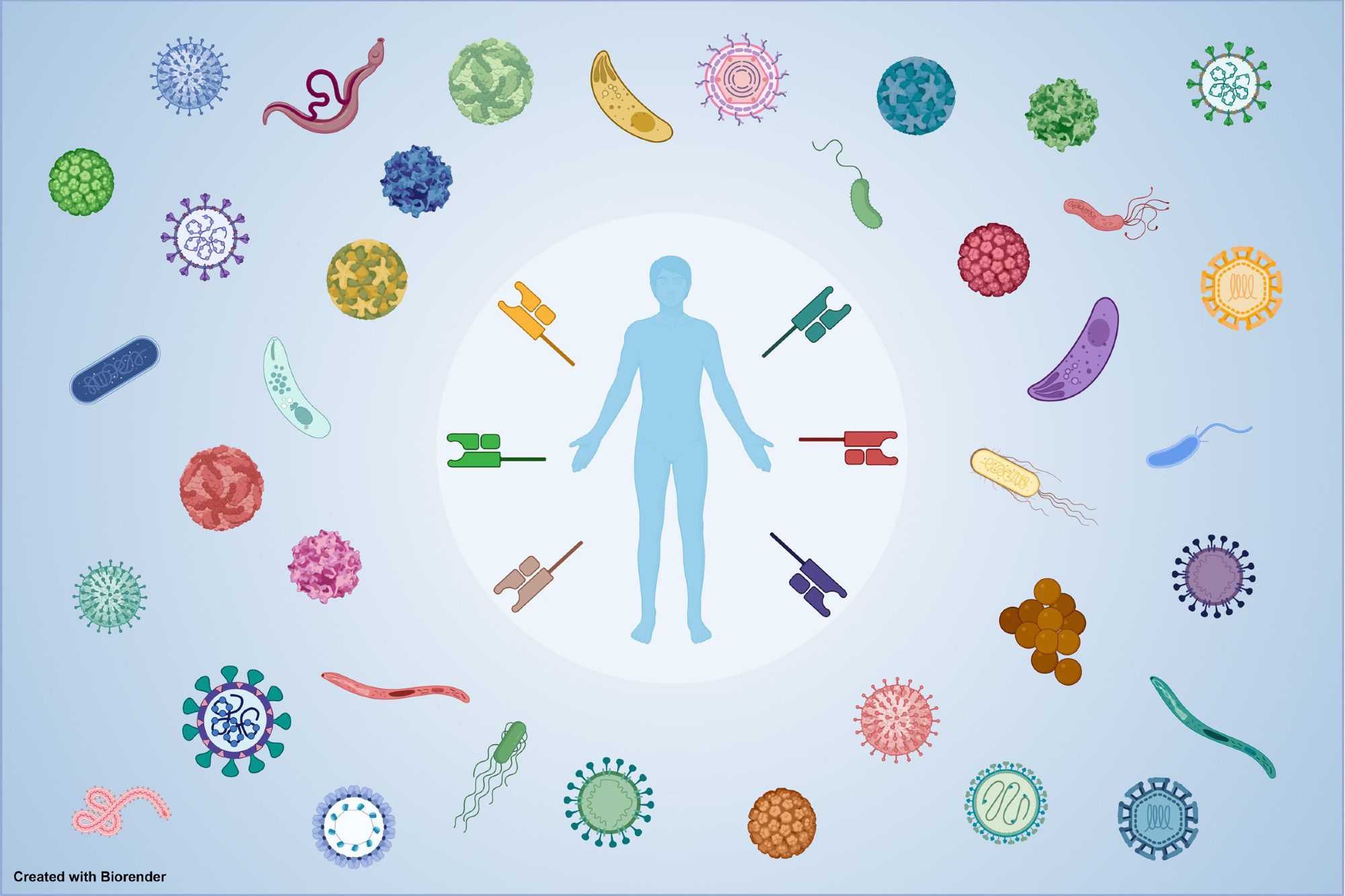 Human immune system facing a diverse repertoire of pathogens