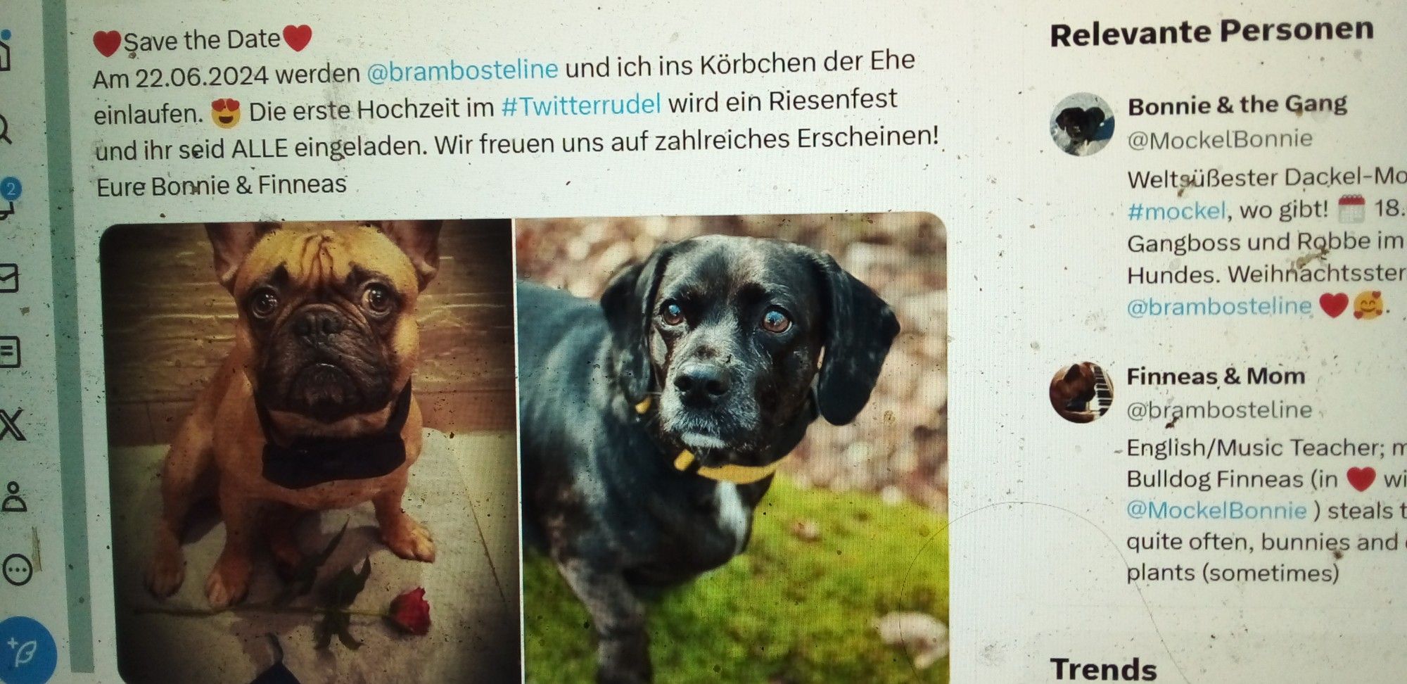 Bild von einem French Bulldog mit Rose vor der Pfote + einer schwarzen Huendin,
(Dackel Mops) die fuer den 22.06.2024 Ihre Hochzeit bekannt geben.