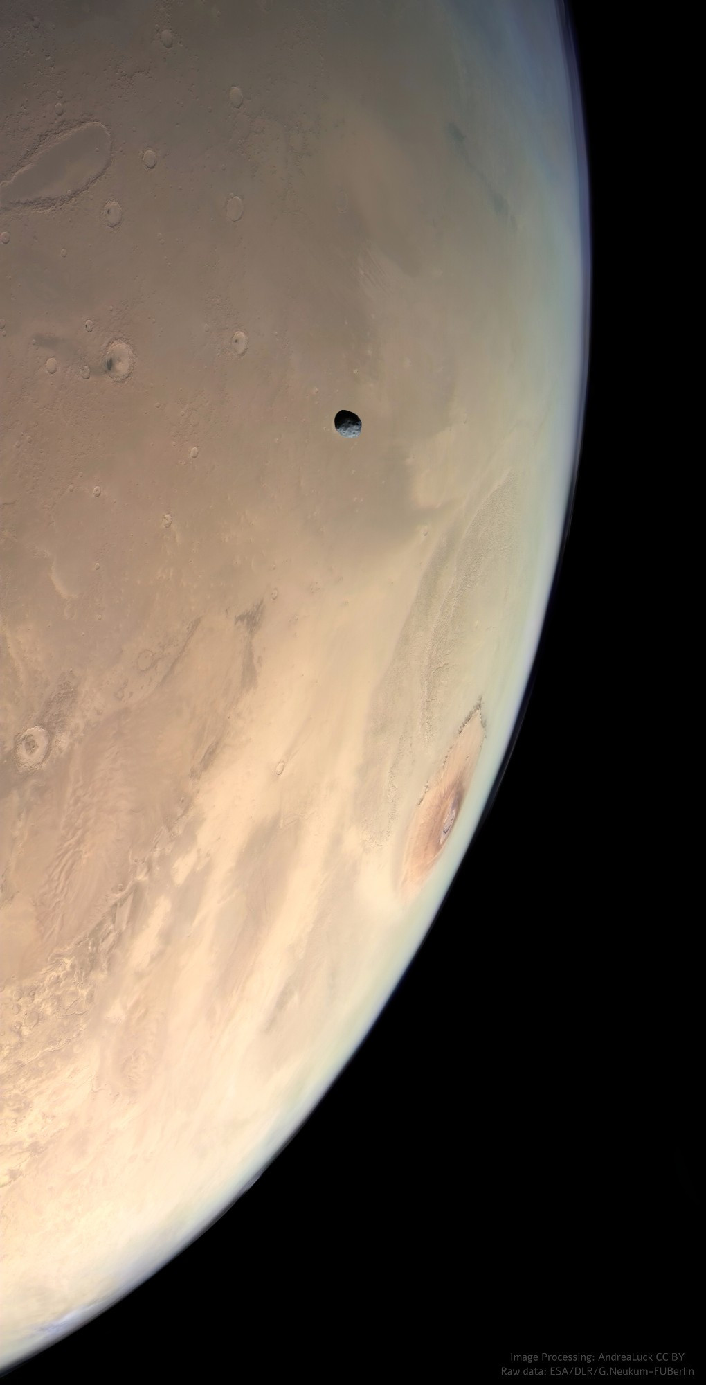 The potato-shaped satellite Phobos is orbiting over Mars in this image taken from orbit. Mars is a rusty red with its huge Olympus Mons on the limb. Phobos is gray and full of craters.