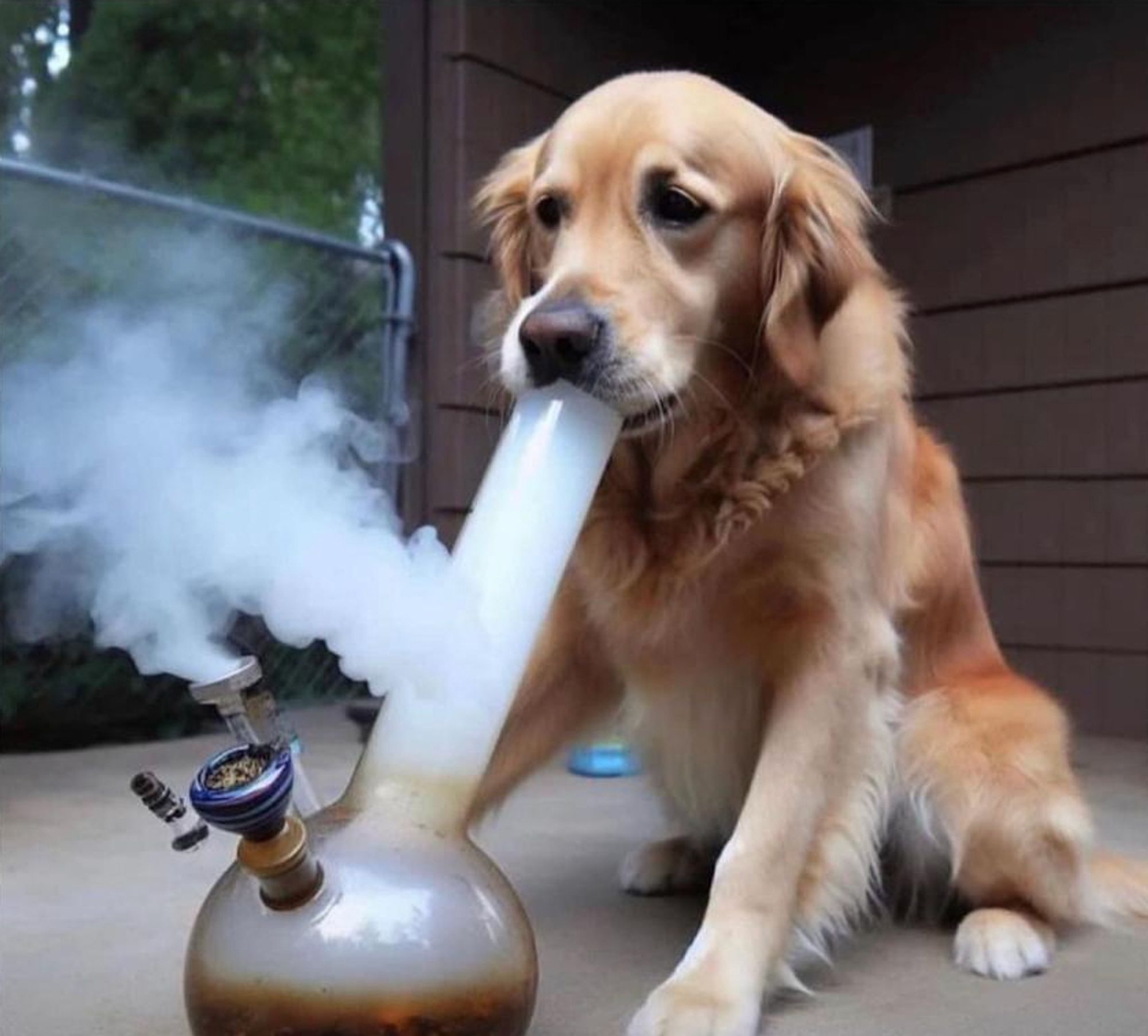 a golden retriever hitting a big ole water bong